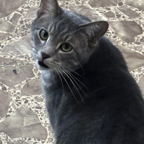 Marble, a Adoptable Domestic Short Hair in Kirksville, MO image 3/4