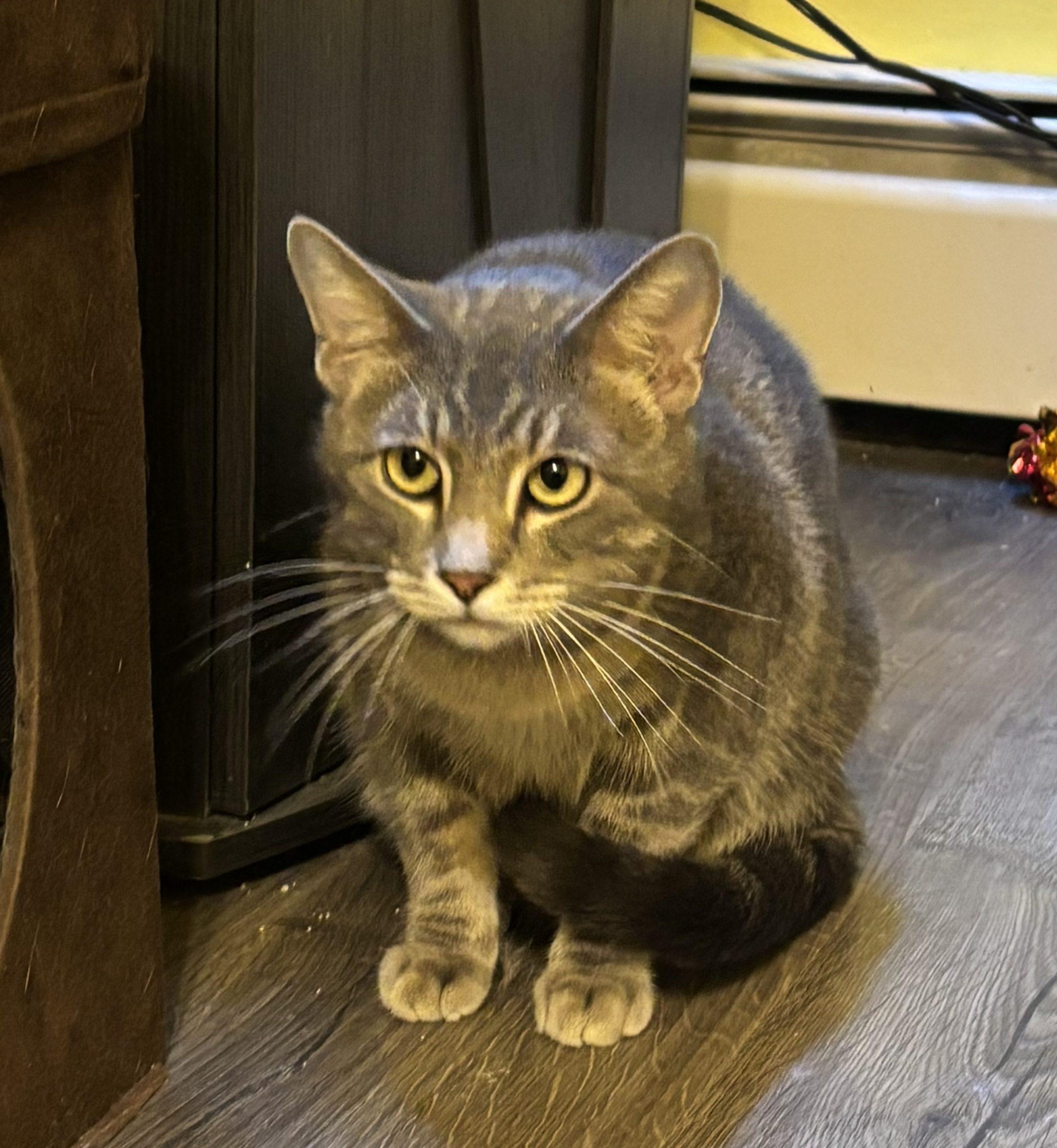 Enlarge Marble, a Adoptable Domestic Short Hair in Kirksville, MO image 5/5