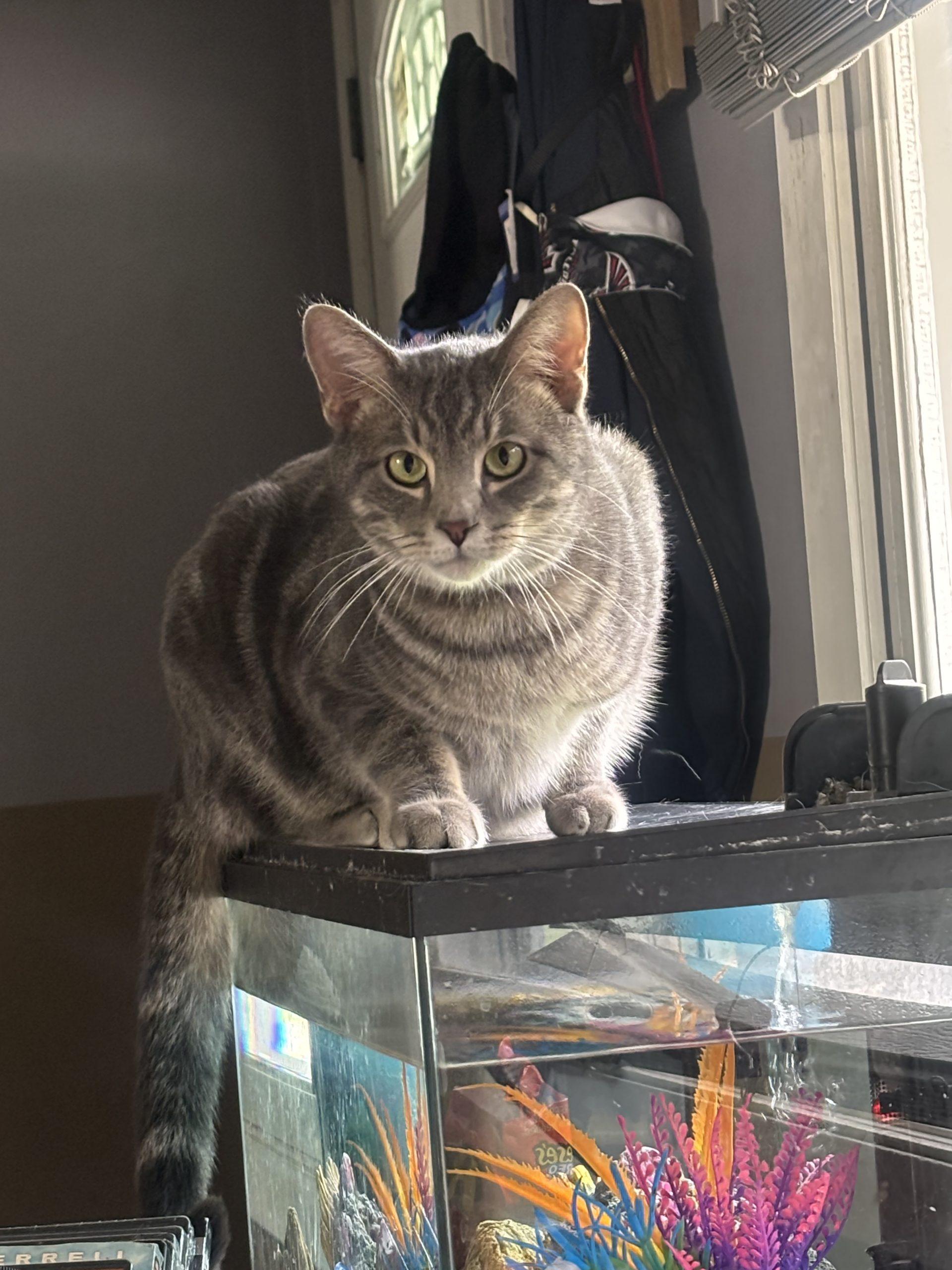 Marble, a Adoptable Domestic Short Hair in Kirksville, MO image 4/4