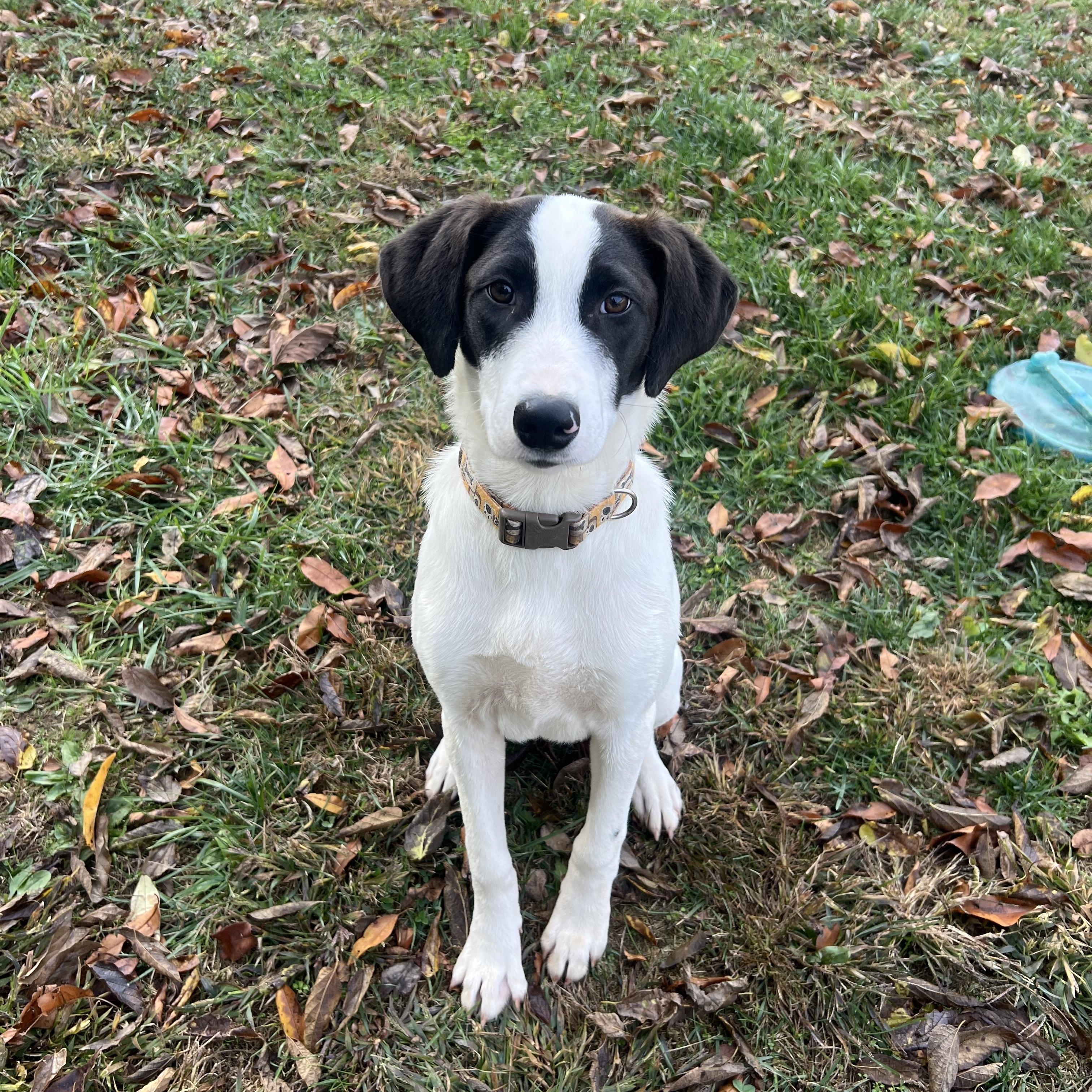 Enlarge Orion, a Adoptable Mixed Breed in South Charleston, OH image 2/3