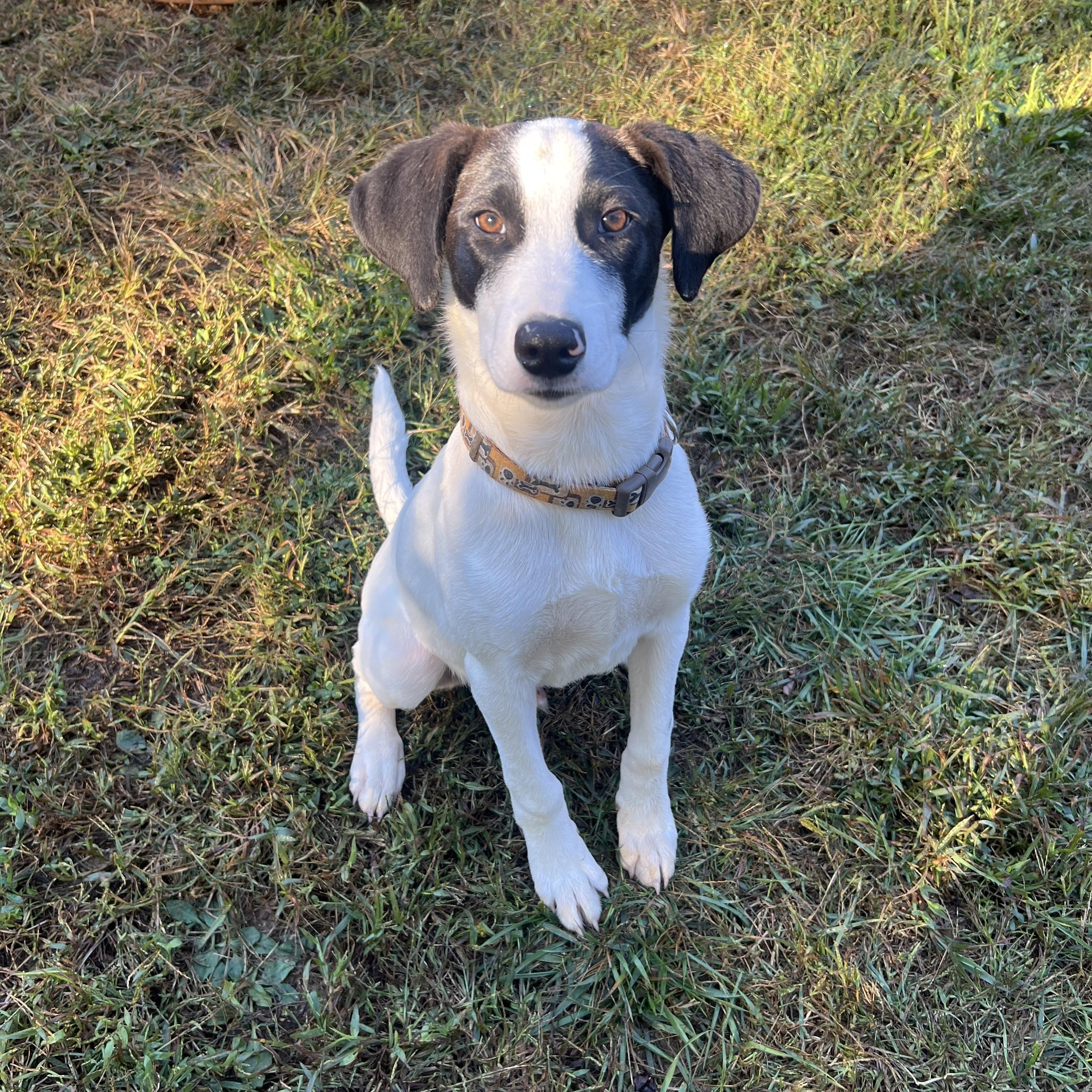 Orion, Adoptable, Puppy Male Mixed Breed.