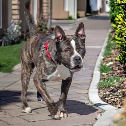 ALAMO, Adoptable, Adult Male Pit Bull Terrier & Siberian Husky.