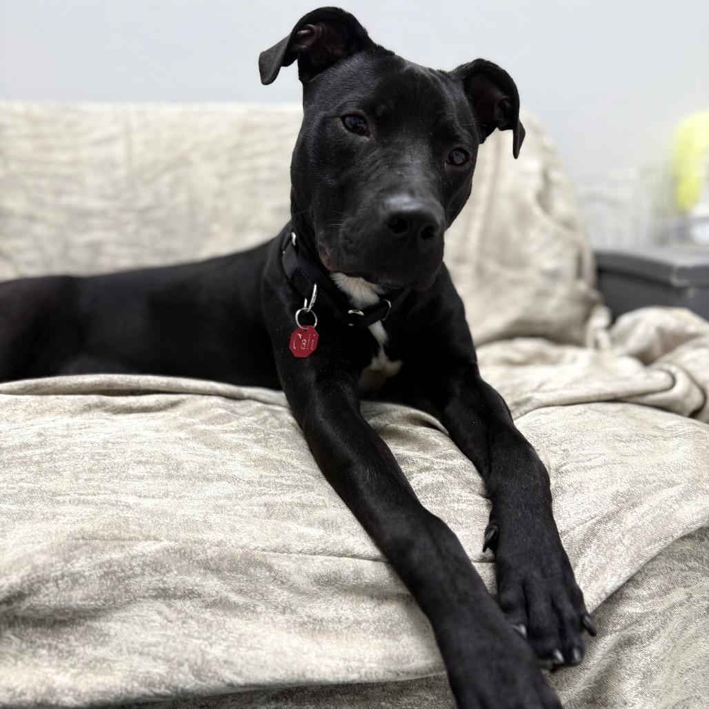 Cali, ADOPTABLE, Young Female Black Labrador Retriever & Mixed Breed.
