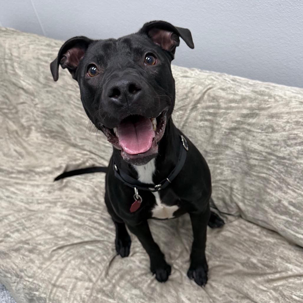 Enlarge Cali, a ADOPTABLE mixed breed in Monticello, IA image 2/6