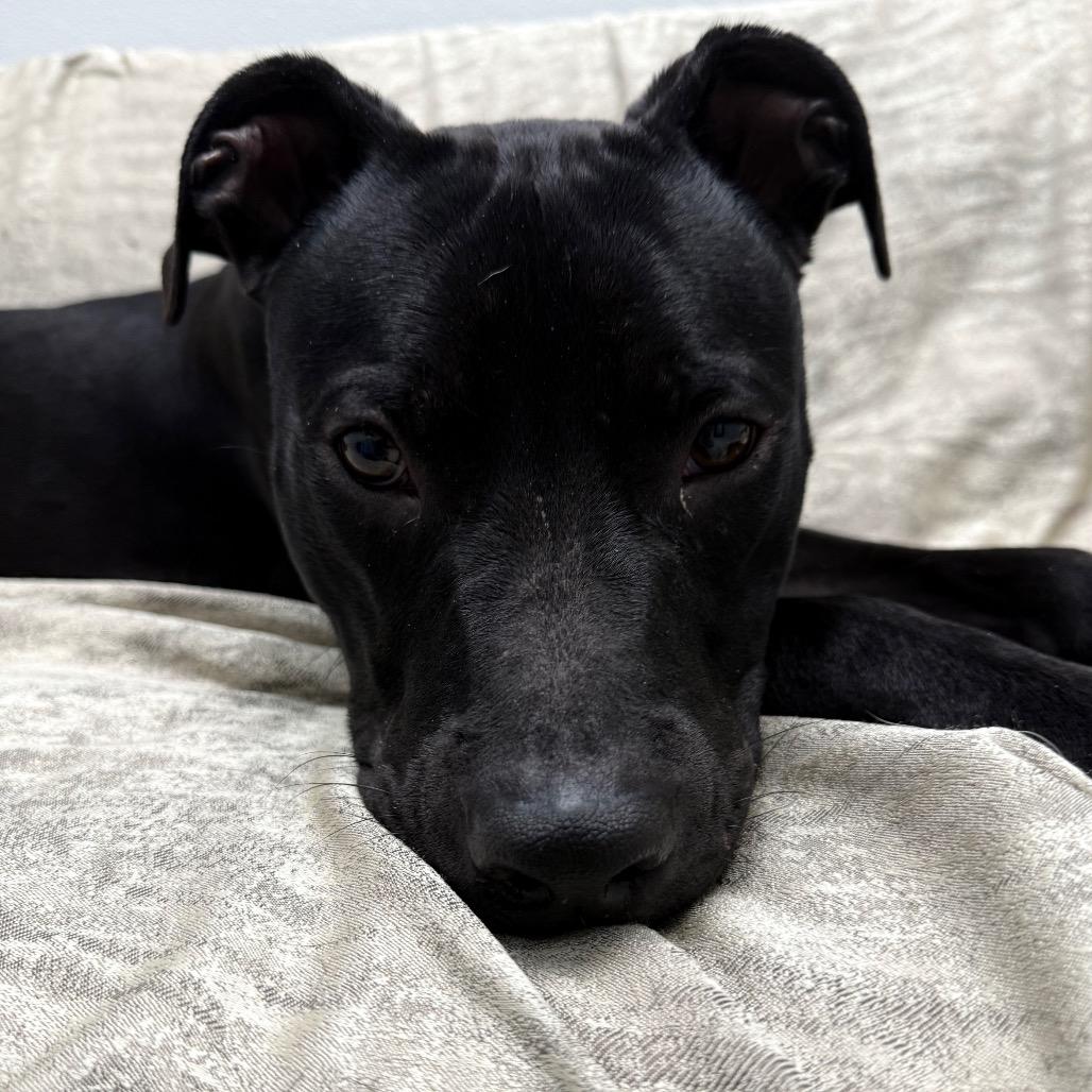 Enlarge Cali, a ADOPTABLE mixed breed in Monticello, IA image 3/6