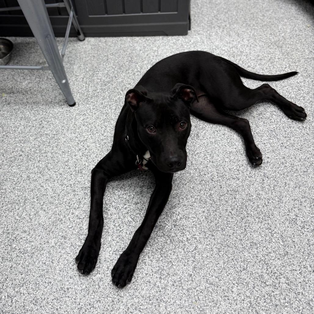 Enlarge Cali, a ADOPTABLE mixed breed in Monticello, IA image 4/6