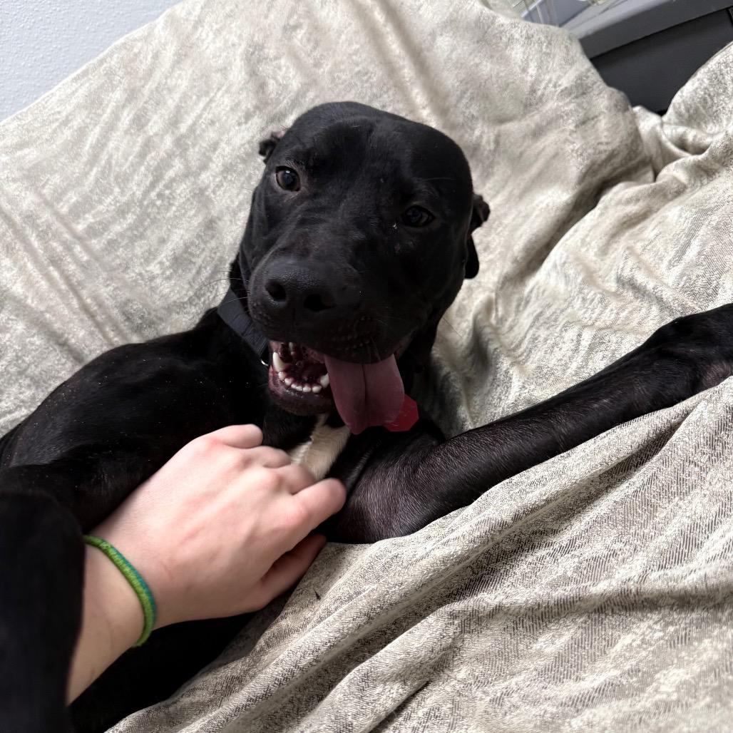 Enlarge Cali, a ADOPTABLE mixed breed in Monticello, IA image 5/6