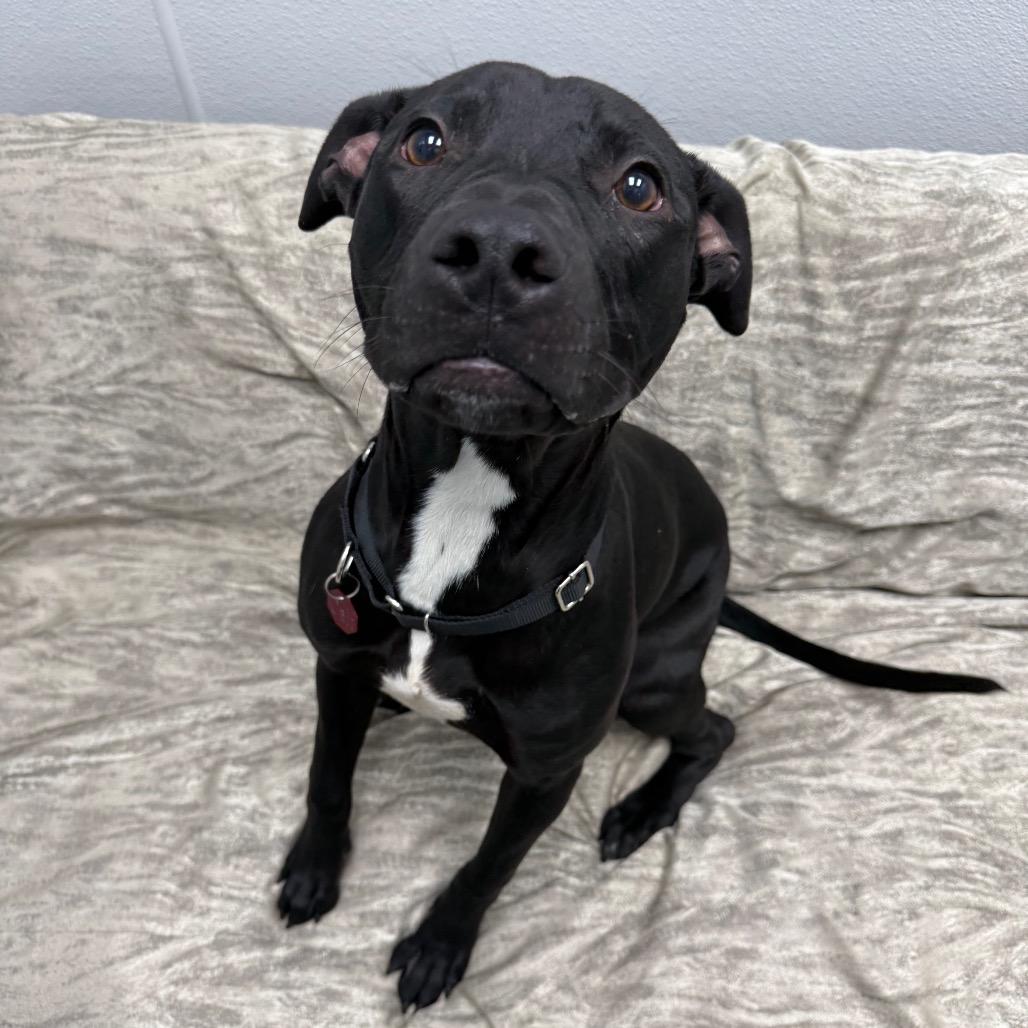 Enlarge Cali, a ADOPTABLE mixed breed in Monticello, IA image 6/6