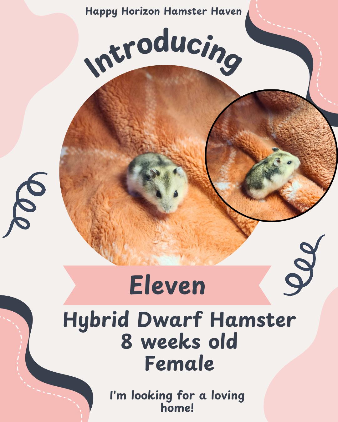 The Stranger Things Bunch, Adoptable, Baby Male Hamster.