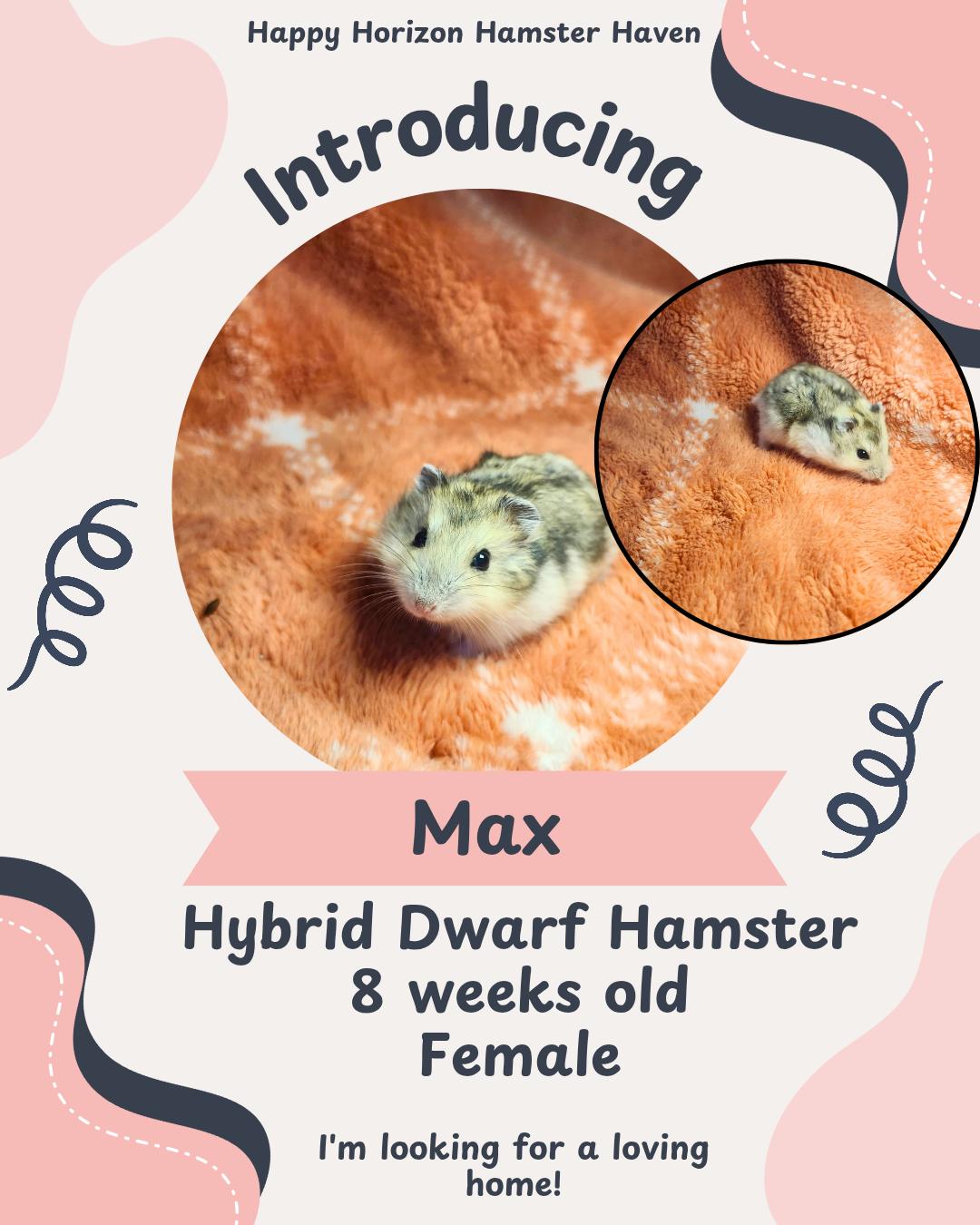 The Stranger Things Bunch, a Adoptable Hamster in West Chester, OH image 2/2