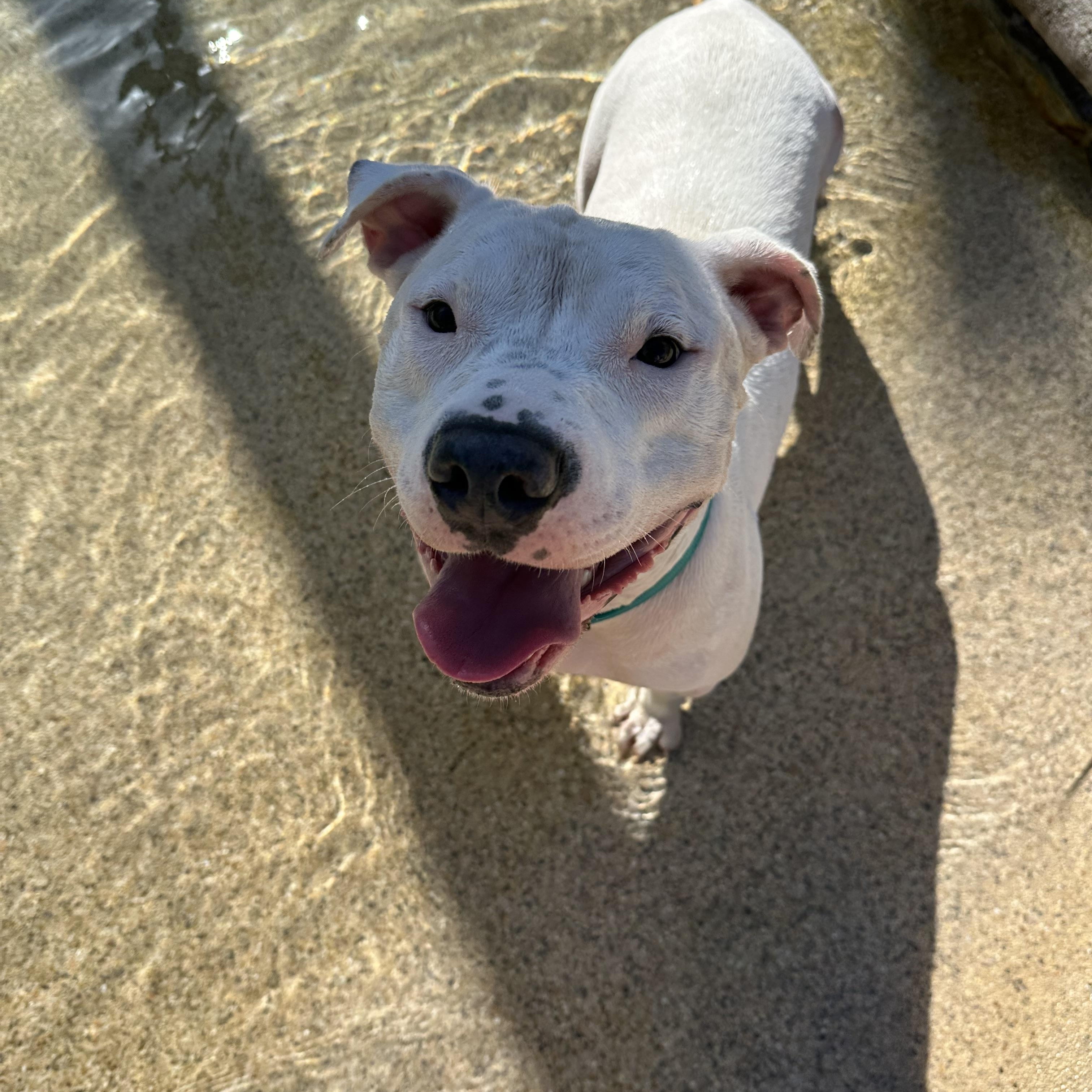 Kanga, a Adoptable Pit Bull Terrier in Simi Valley, CA image 4/6