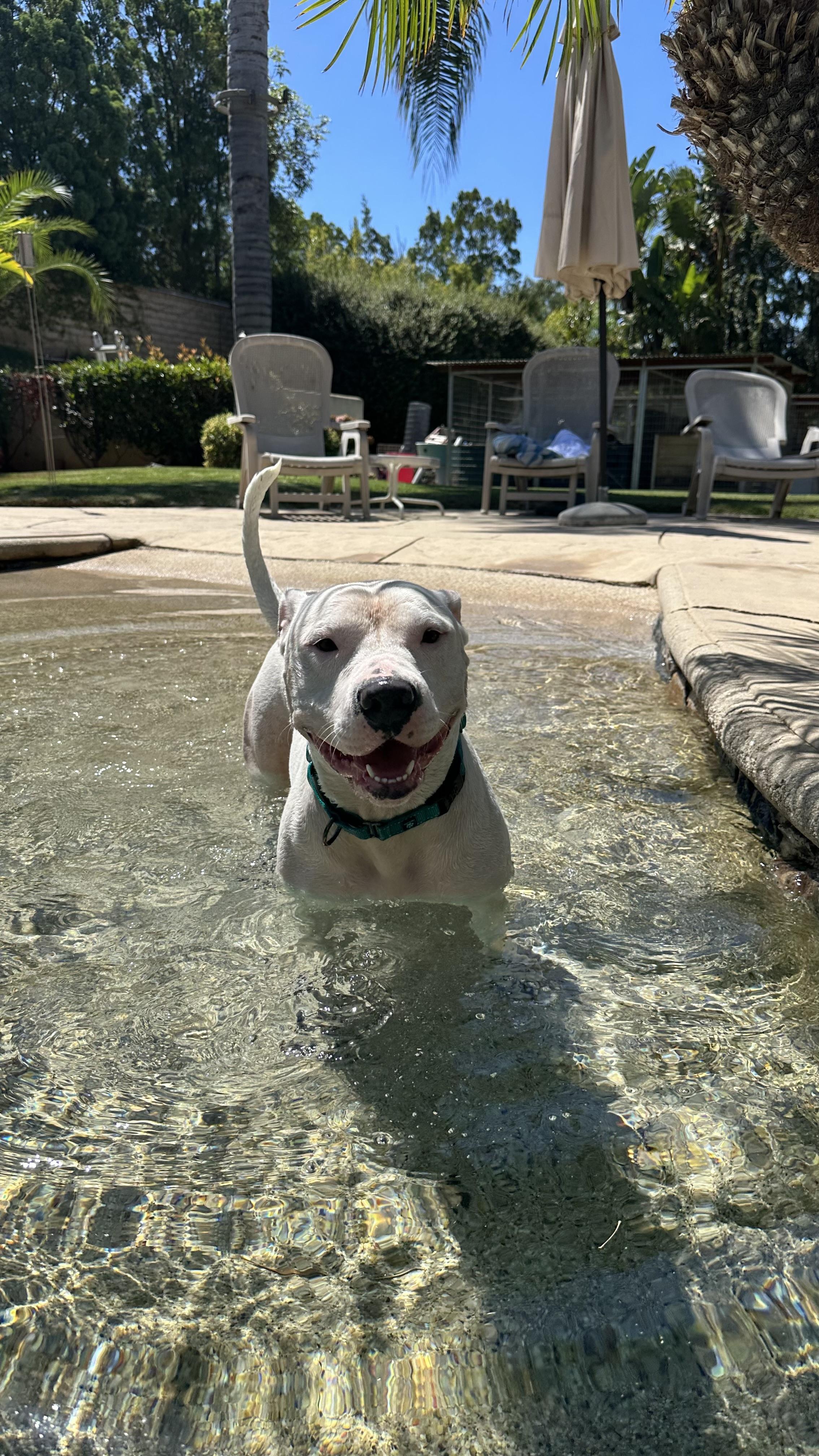 Kanga, a Adoptable Pit Bull Terrier in Simi Valley, CA image 6/6