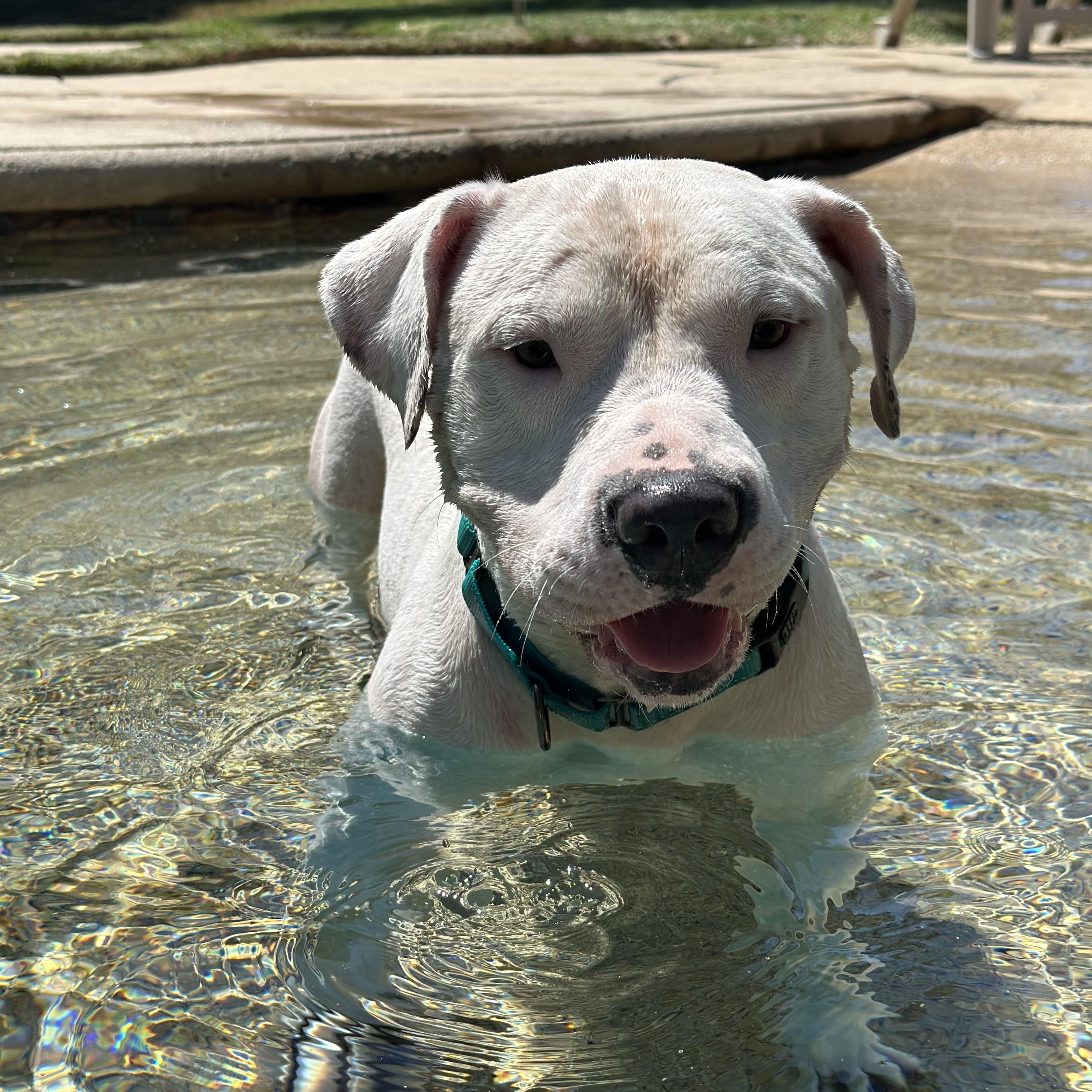 Kanga, a Adoptable Pit Bull Terrier in Simi Valley, CA image 3/6