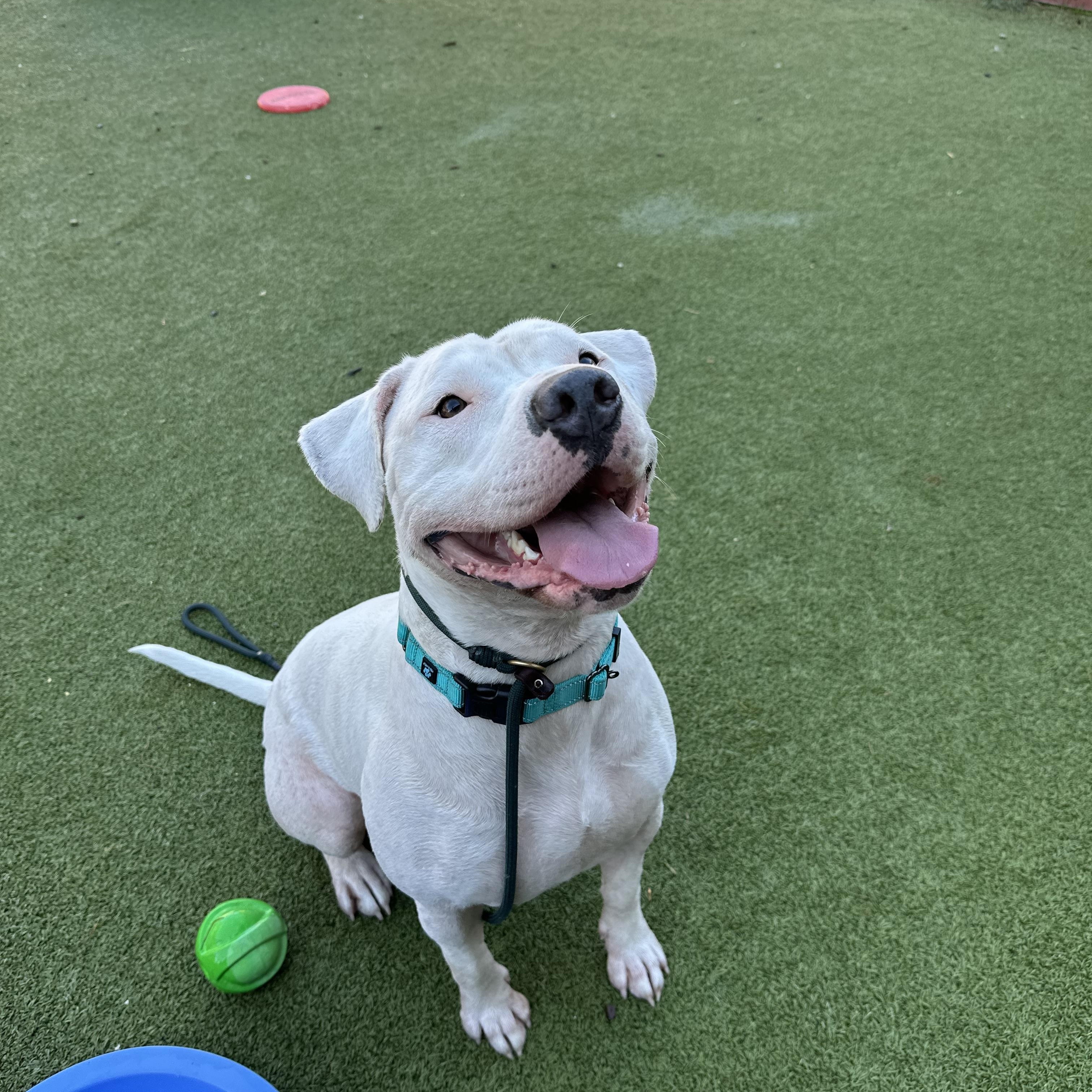 Kanga, a Adoptable Pit Bull Terrier in Simi Valley, CA image 5/6