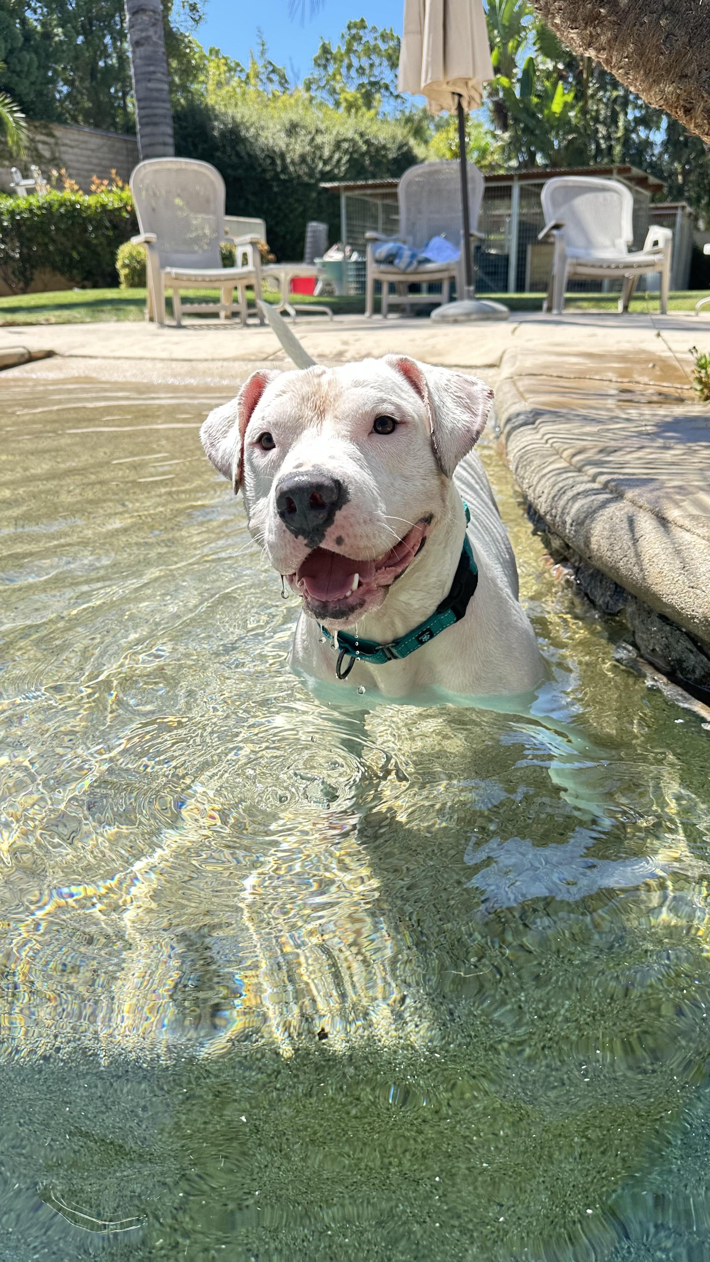 Kanga, a Adoptable Pit Bull Terrier in Simi Valley, CA image 2/6