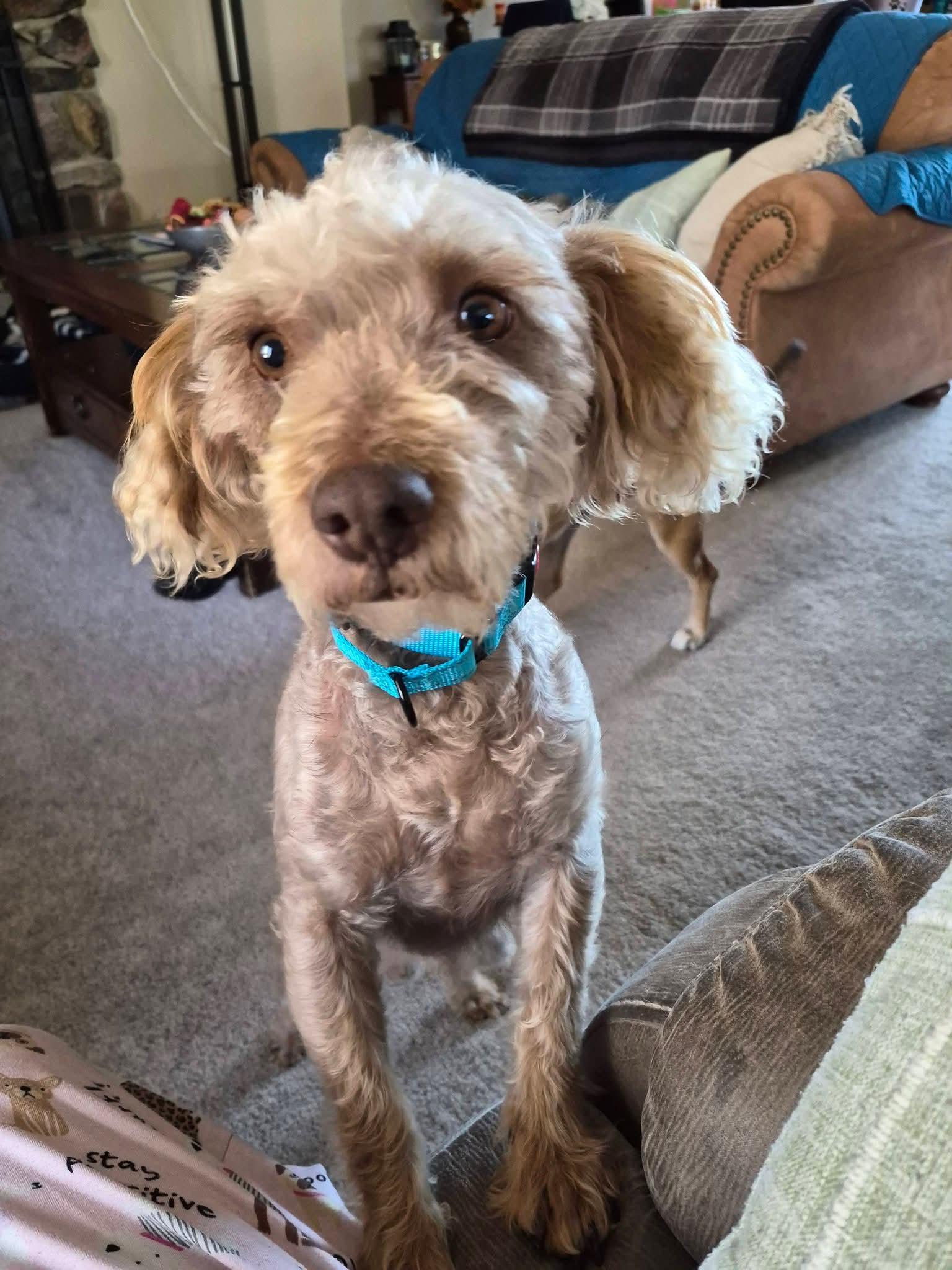 Enlarge Lincoln, a Adopted Poodle in New London, WI image 1/3