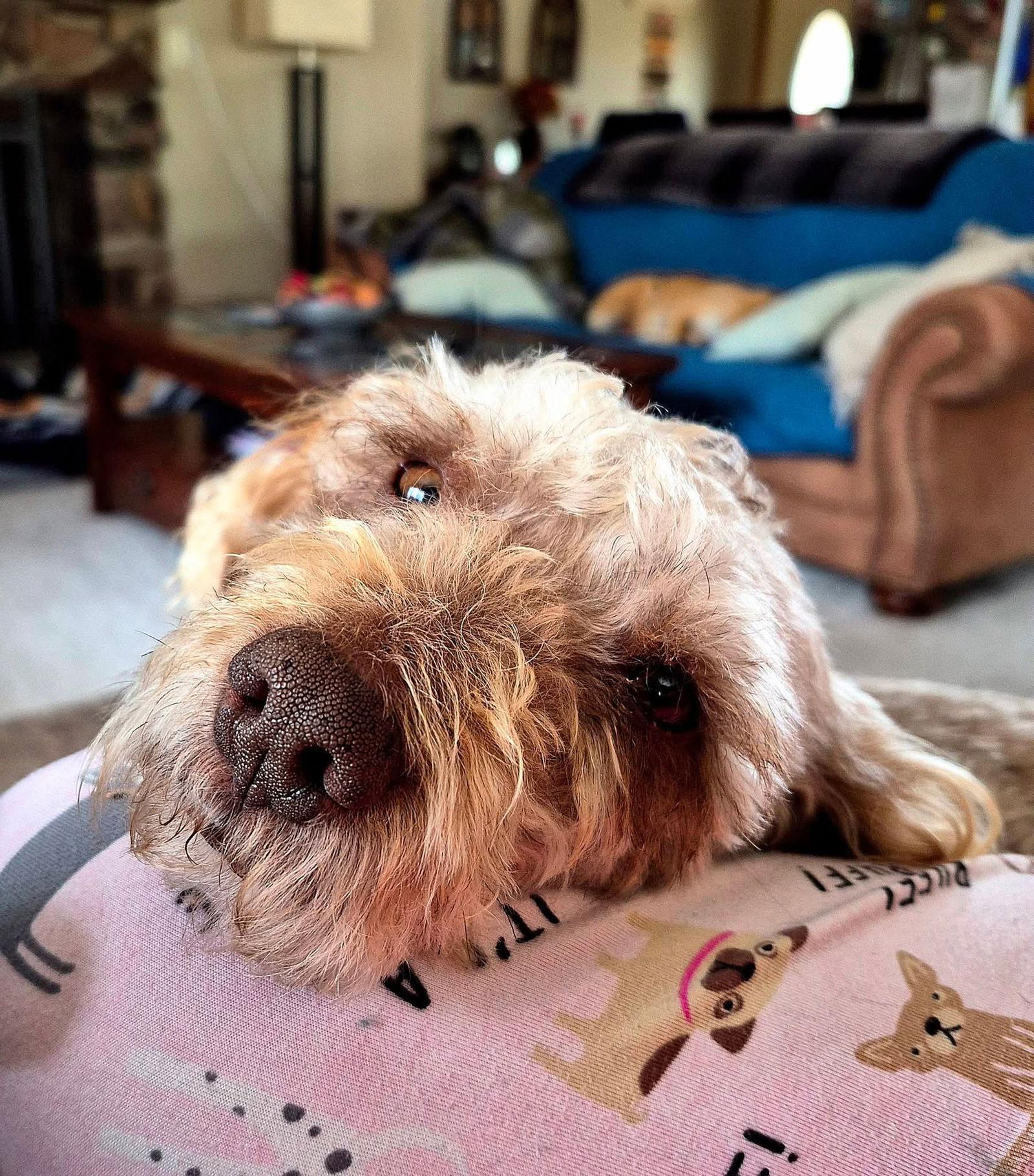 Enlarge Lincoln, a Adopted Poodle in New London, WI image 2/3