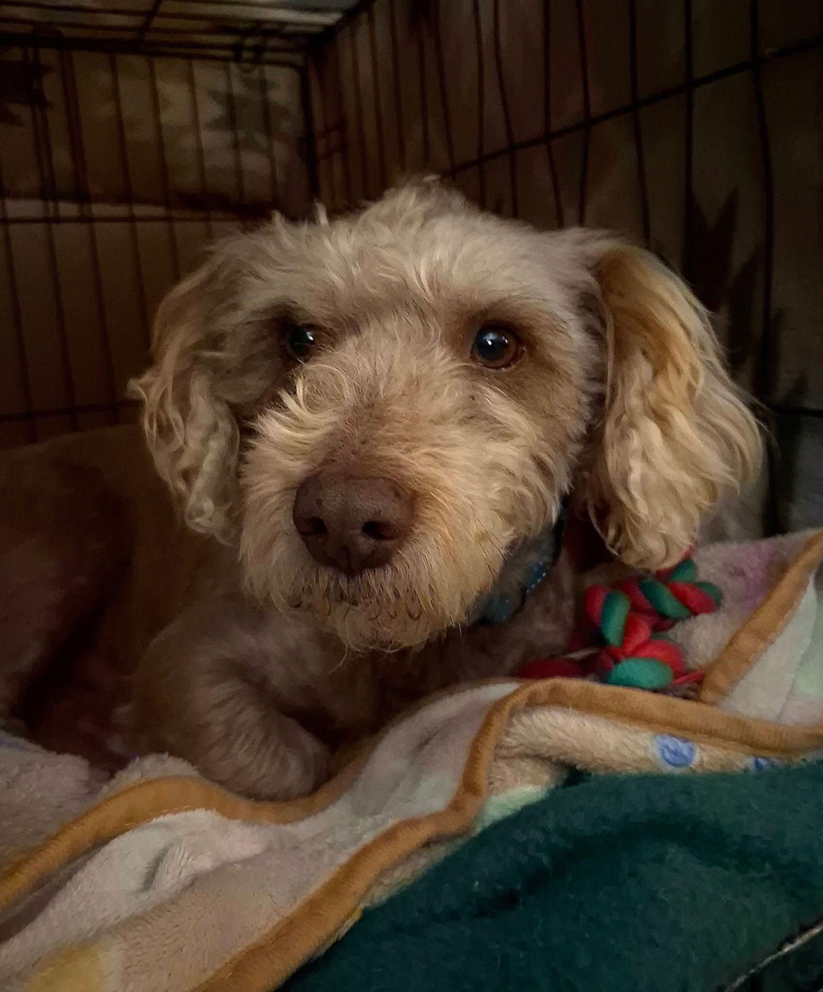 Enlarge Lincoln, a Adopted Poodle in New London, WI image 3/3