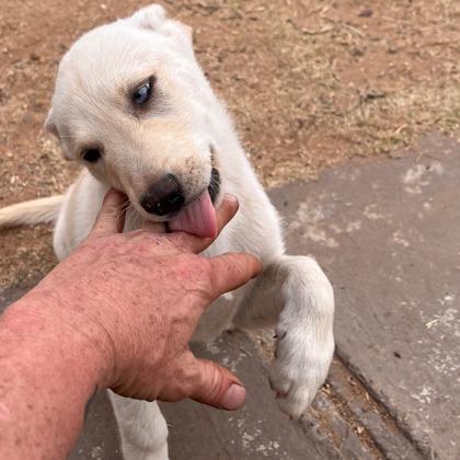 Saturday, Adoptable, Puppy Male Mixed Breed & Mixed Breed.