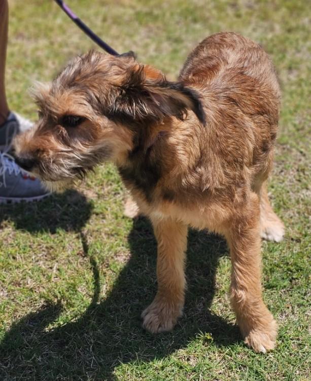Fable, an adopted mixed breed in Enfield , CT image 3/6