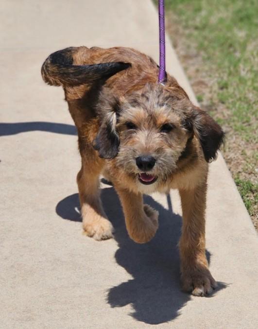 Fable, an adopted mixed breed in Enfield , CT image 2/6