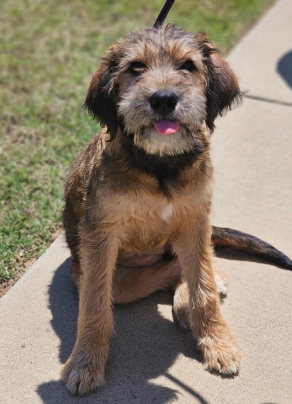 Fable, an adopted mixed breed in Enfield , CT image 4/6