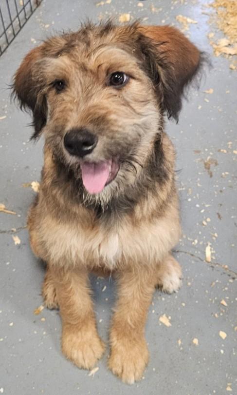 Fable, an adopted mixed breed in Enfield , CT image 6/6