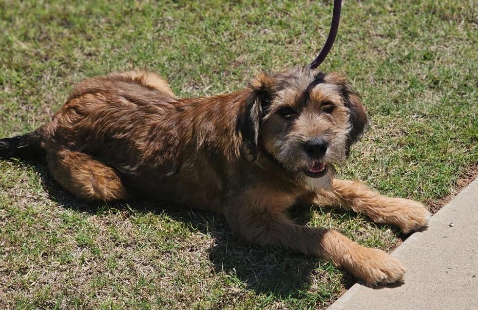 Fable, an adopted mixed breed in Enfield , CT image 5/6