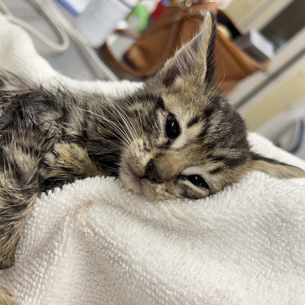 Hope, a Adoptable Domestic Short Hair in Folsom, LA image 1/2