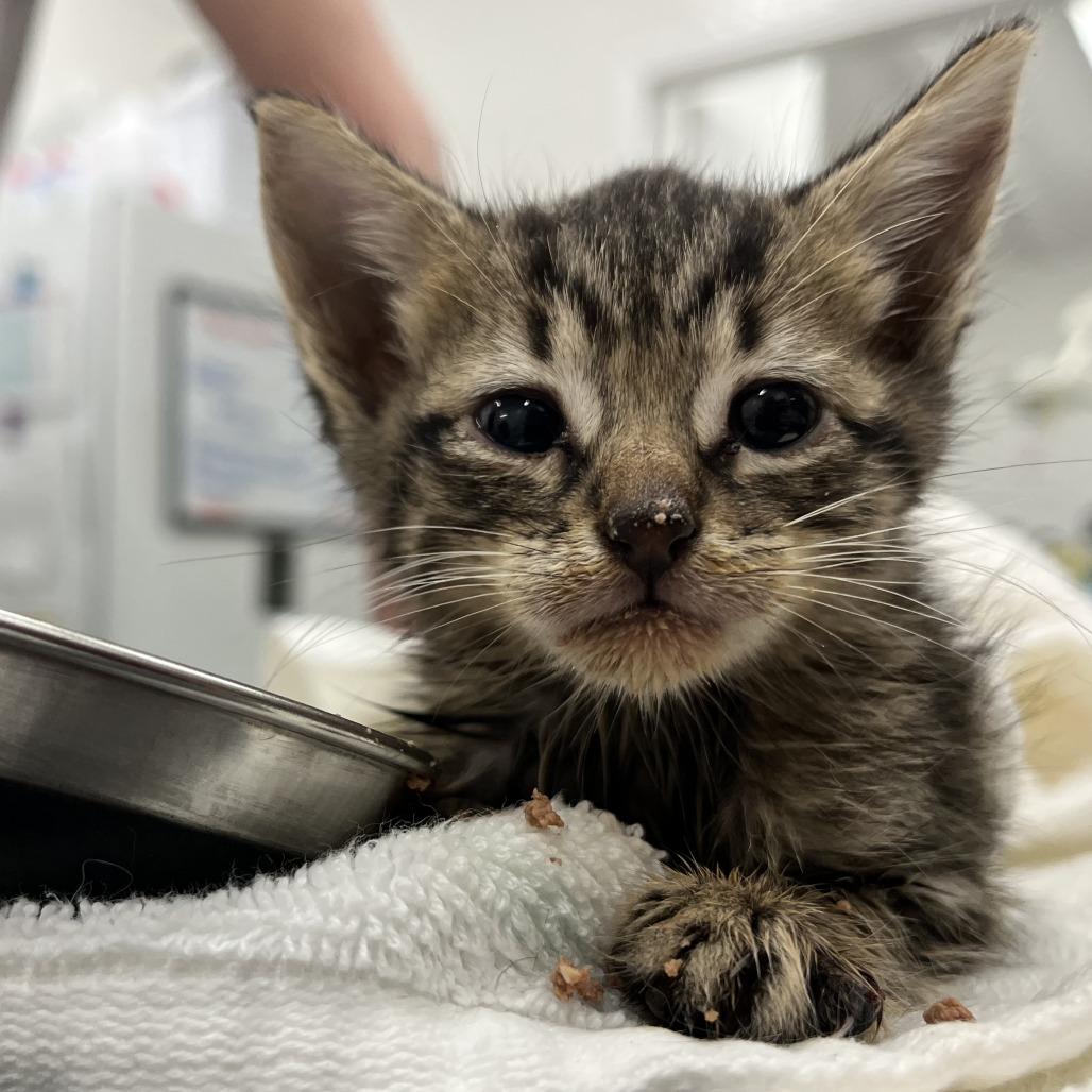 Hope, a Adoptable Domestic Short Hair in Folsom, LA image 2/2
