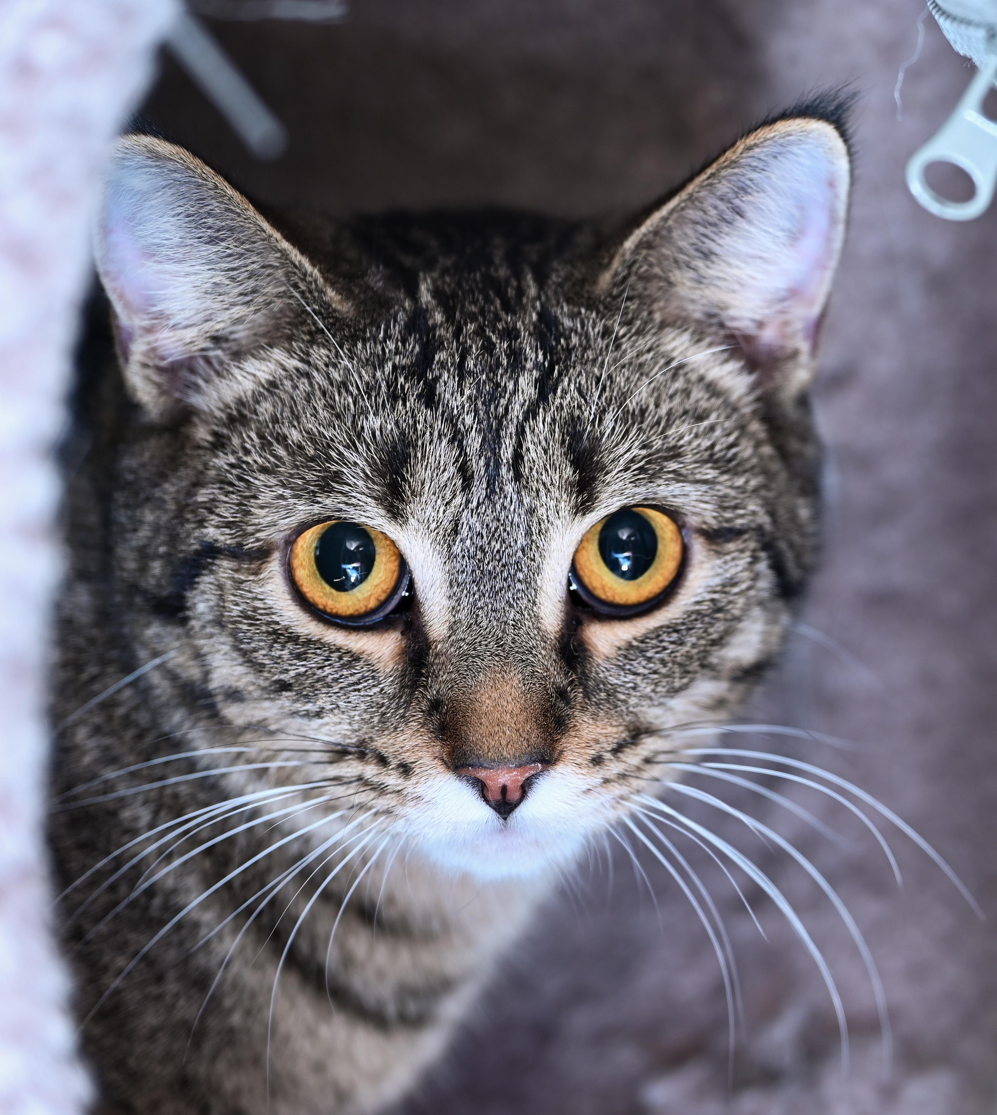 Enlarge Papaya, a Adoptable mixed breed in Chattanooga, TN image 3/6