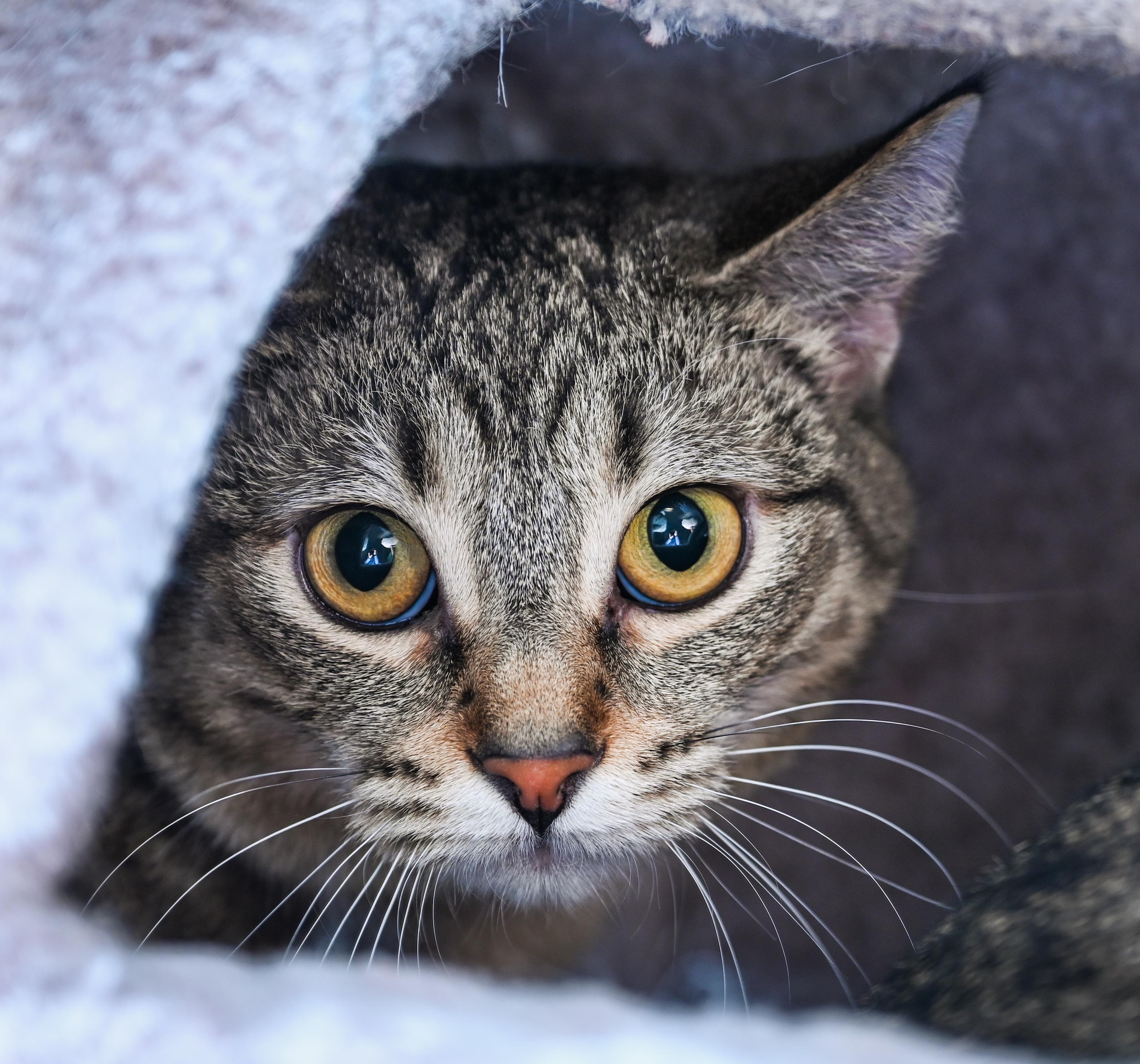 Enlarge Papaya, a Adoptable mixed breed in Chattanooga, TN image 2/6