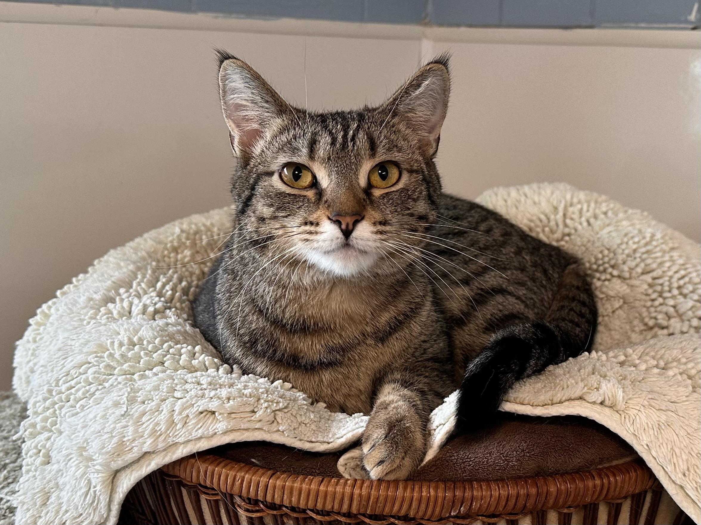 Enlarge Papaya, a Adoptable mixed breed in Chattanooga, TN image 6/6