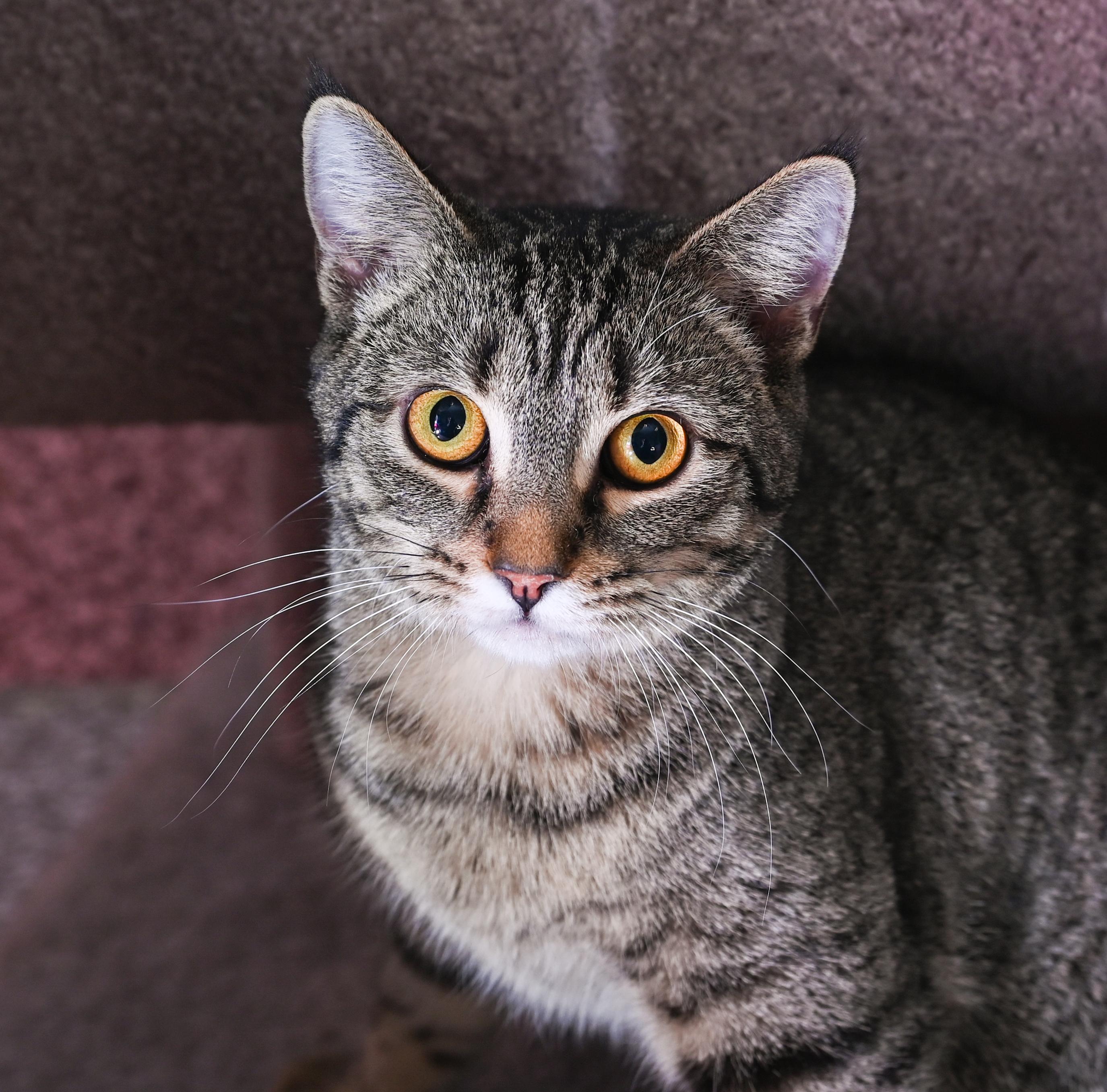 Enlarge Papaya, a Adoptable mixed breed in Chattanooga, TN image 5/6