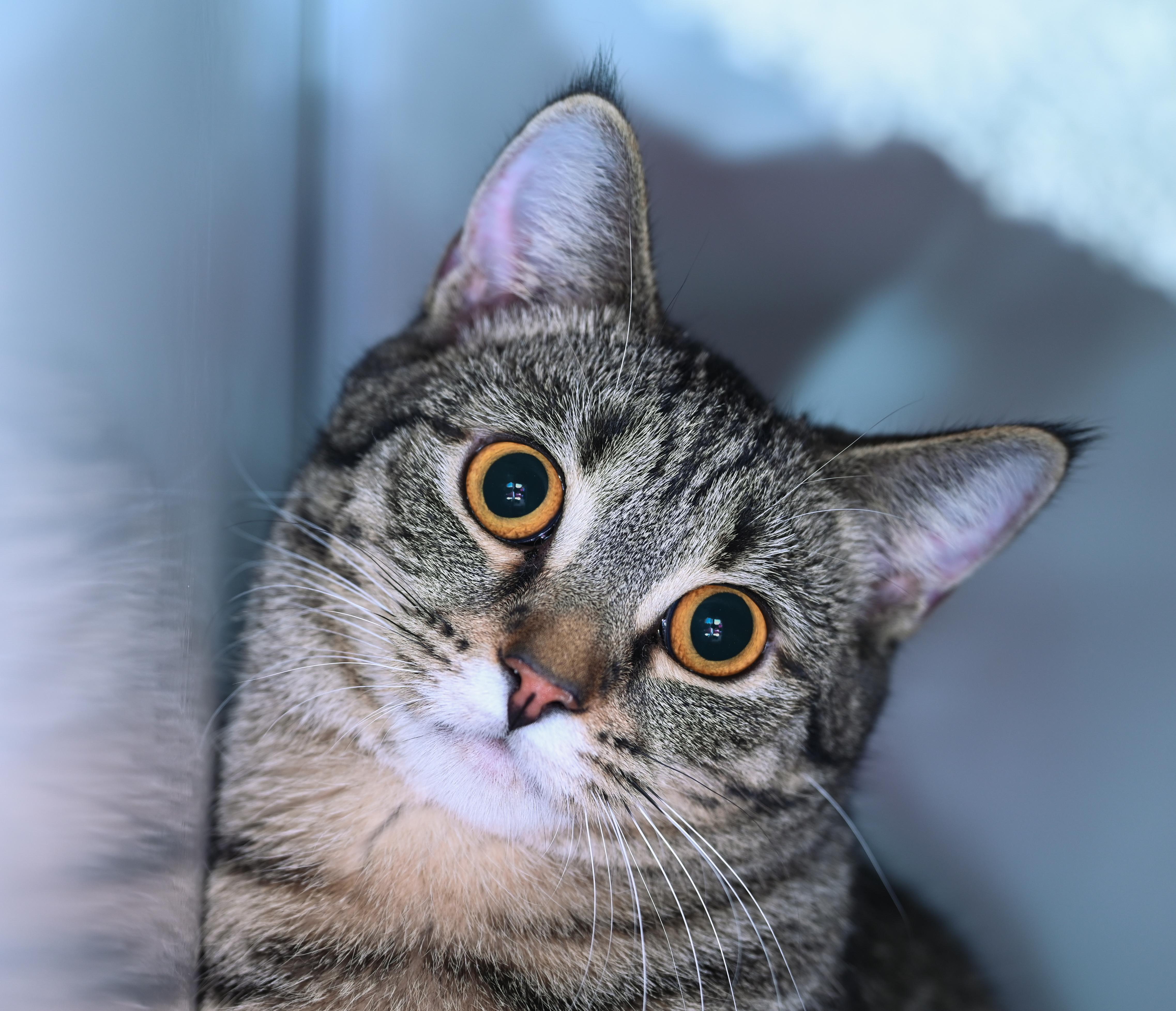 Papaya, Adoptable, Young Female Tabby & Torbie.