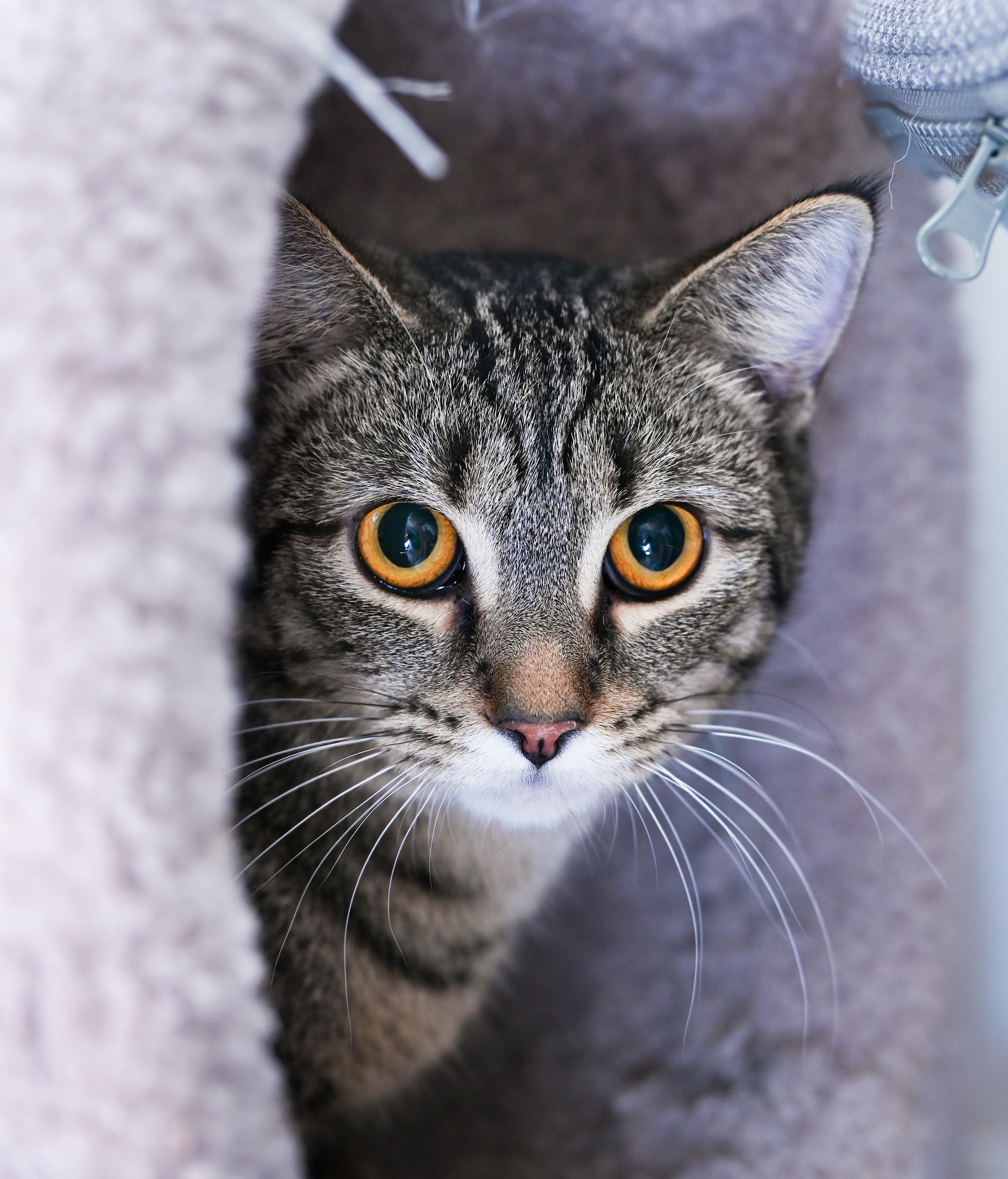 Enlarge Papaya, a Adoptable mixed breed in Chattanooga, TN image 4/6