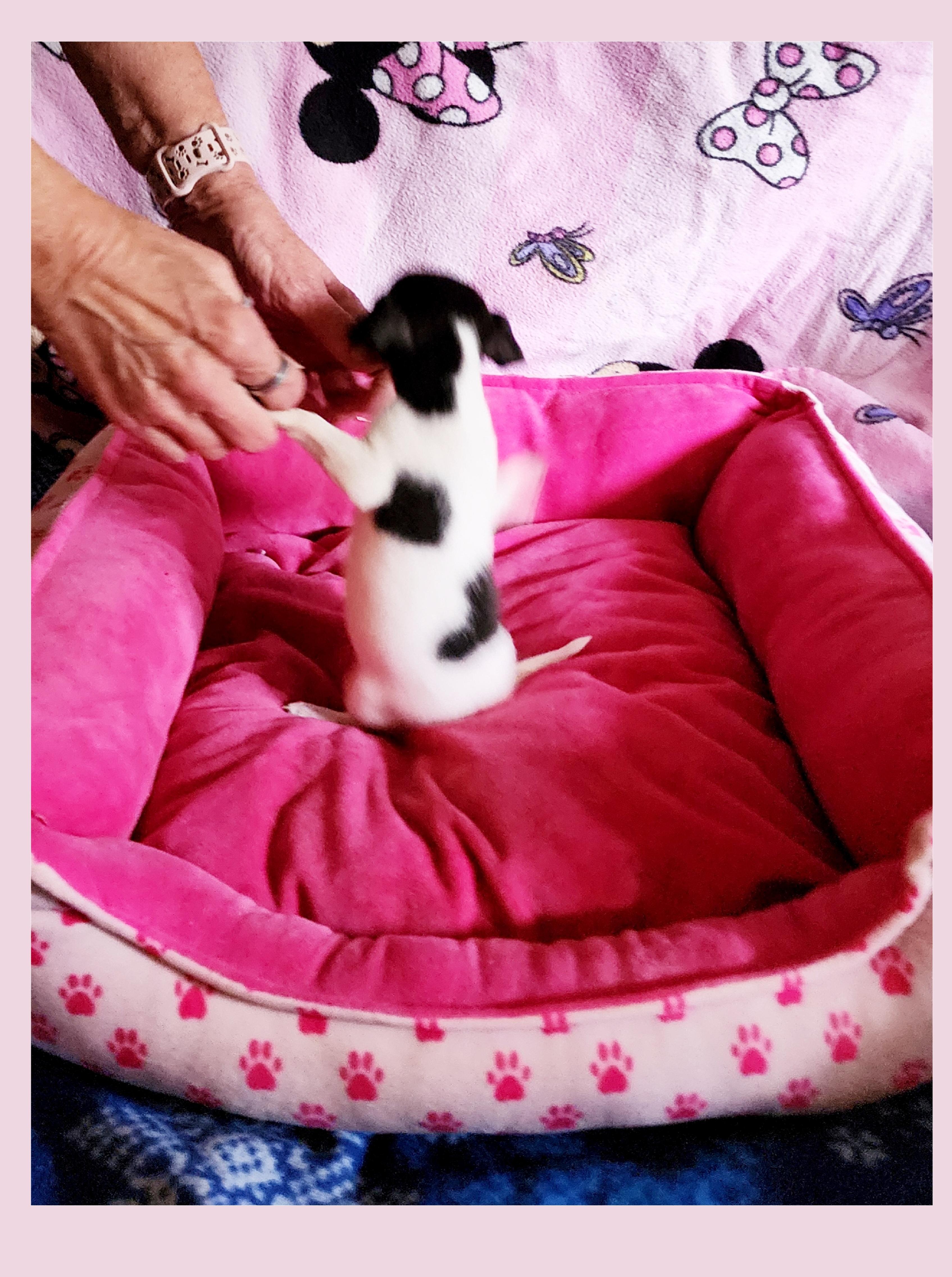 Enlarge Cherry Coke, a ADOPTABLE mixed breed in Lake Geneva, WI image 5/6