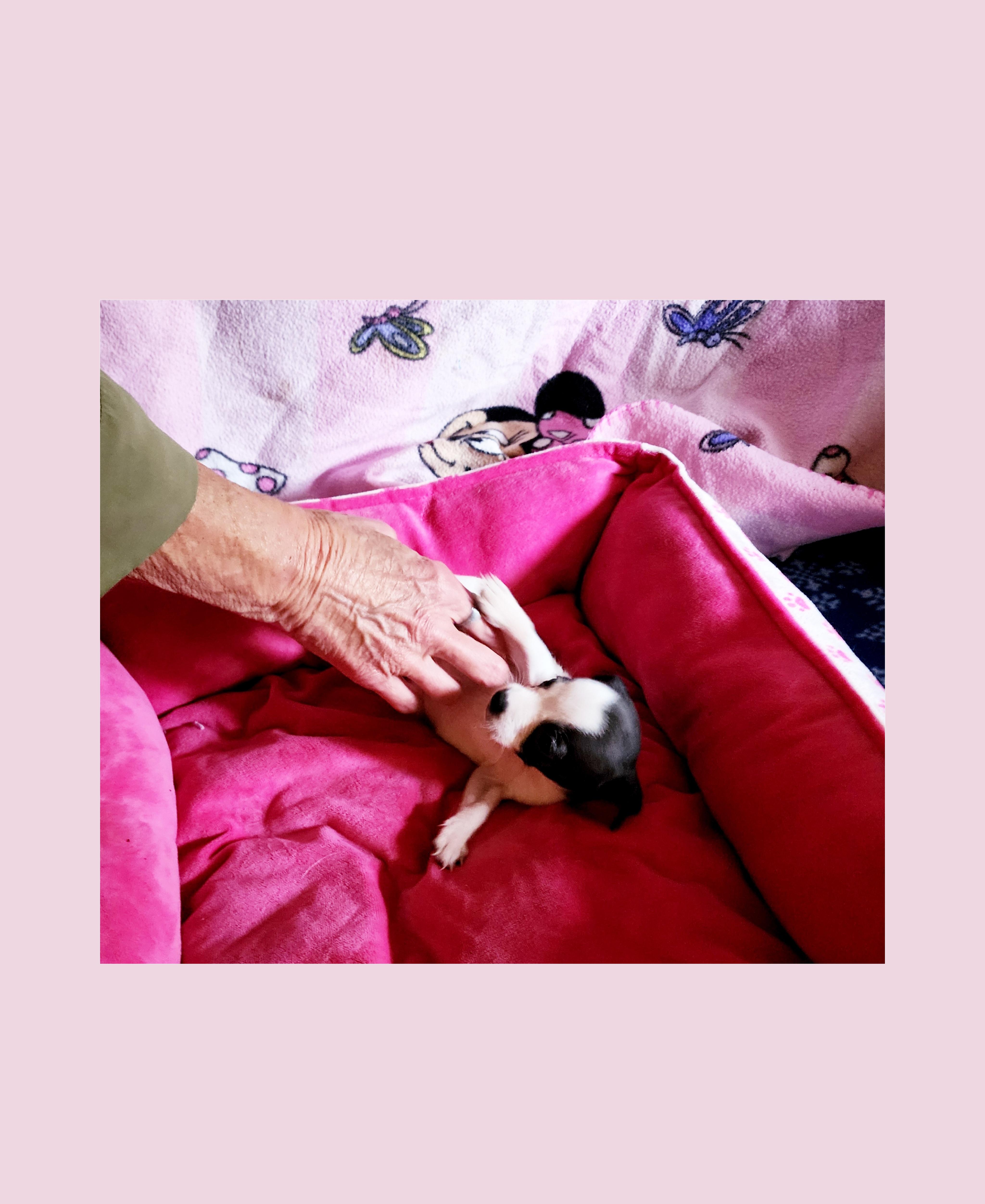 Enlarge Cherry Coke, a ADOPTABLE mixed breed in Lake Geneva, WI image 4/6