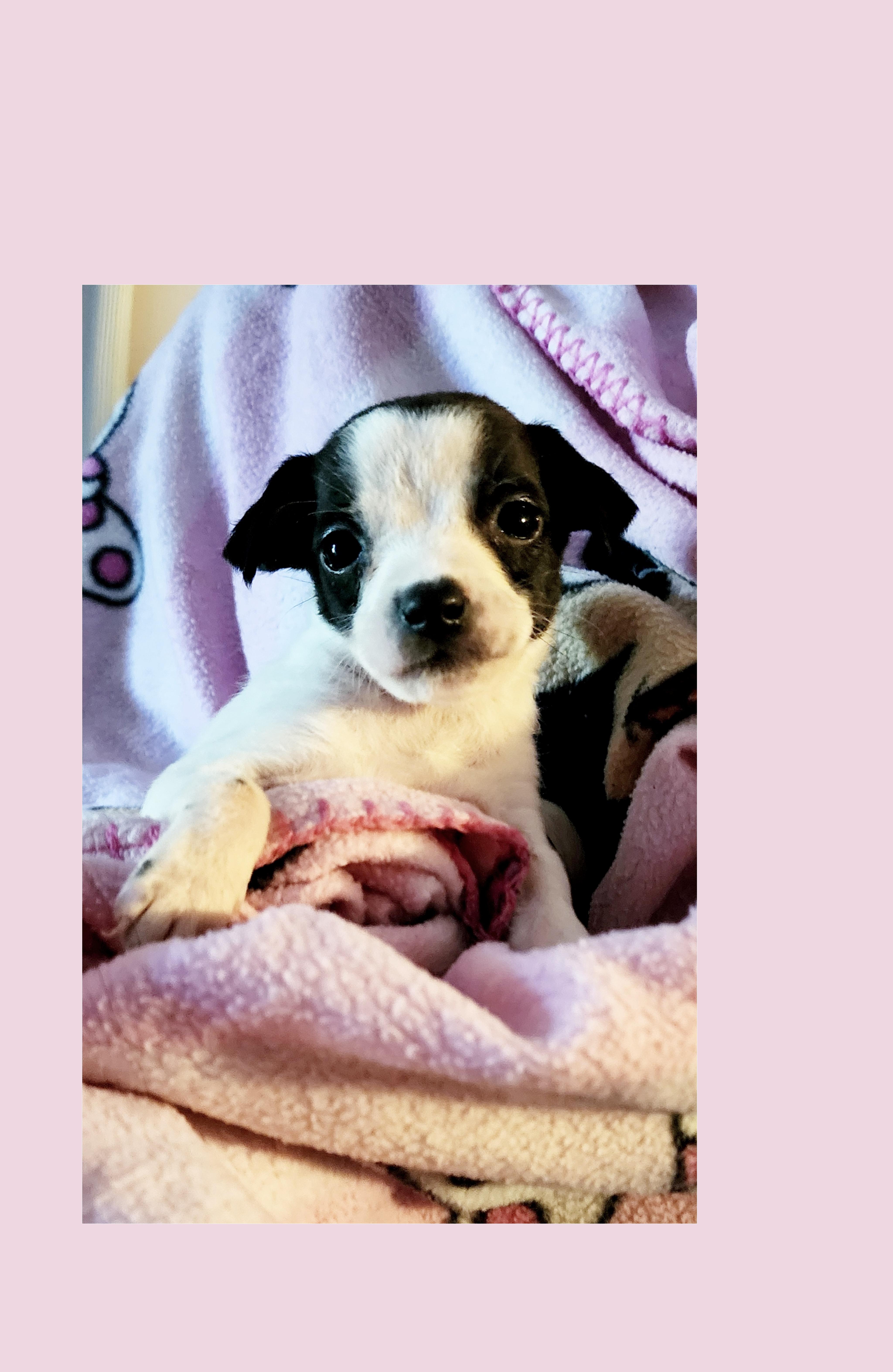 Cherry Coke, ADOPTABLE, Puppy Female Boston Terrier & Chihuahua.