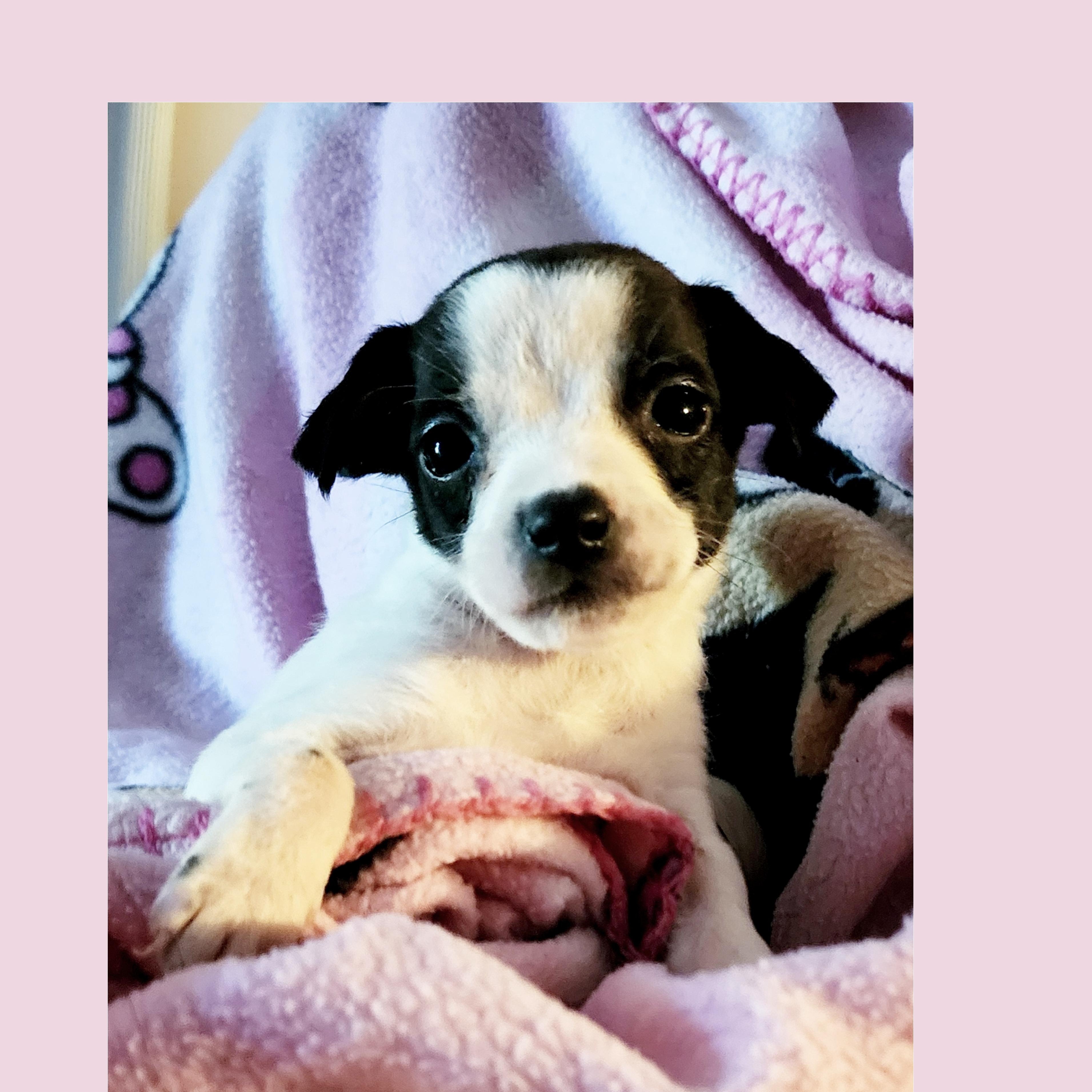 Enlarge Cherry Coke, a ADOPTABLE mixed breed in Lake Geneva, WI image 1/6