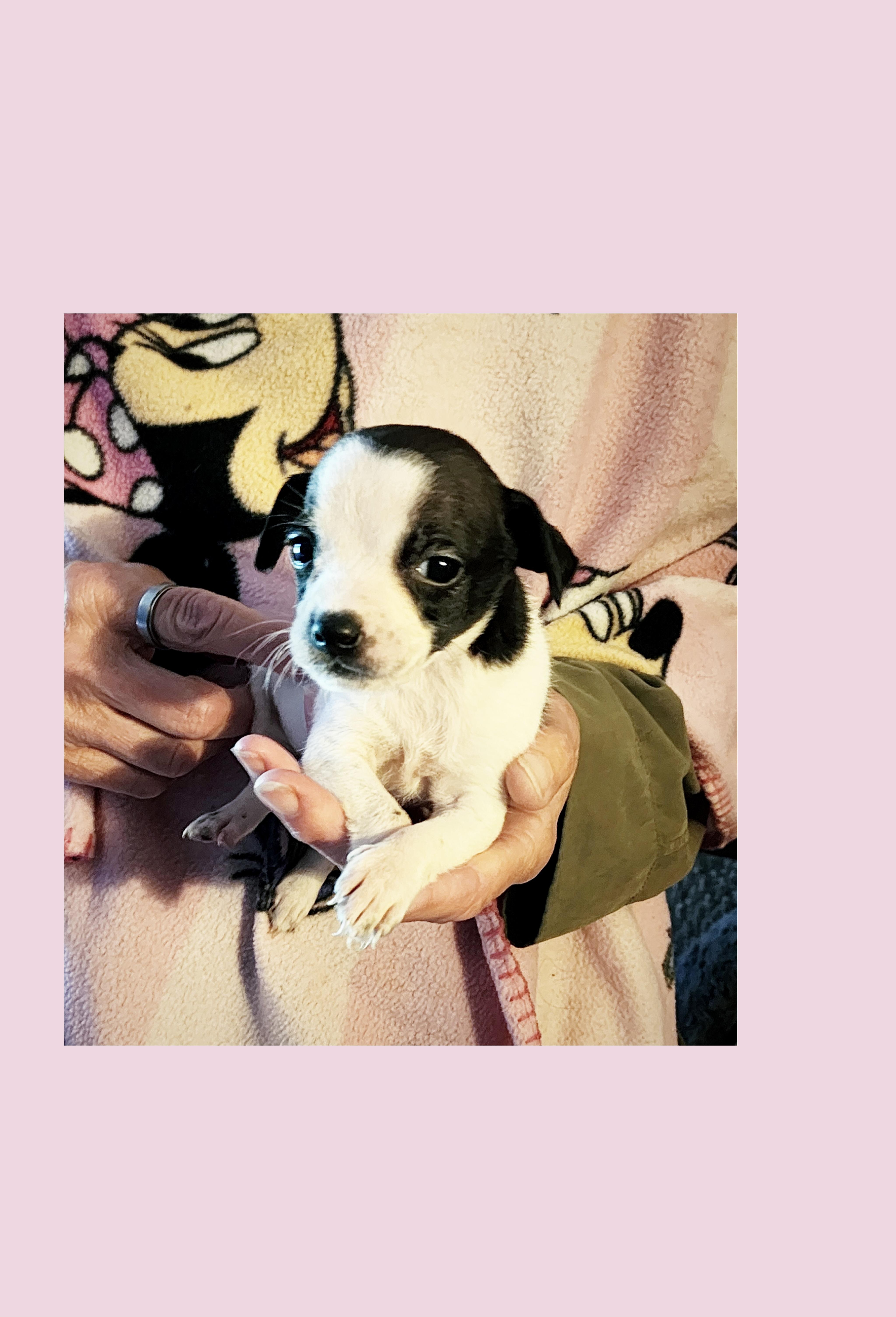 Enlarge Cherry Coke, a ADOPTABLE mixed breed in Lake Geneva, WI image 3/6