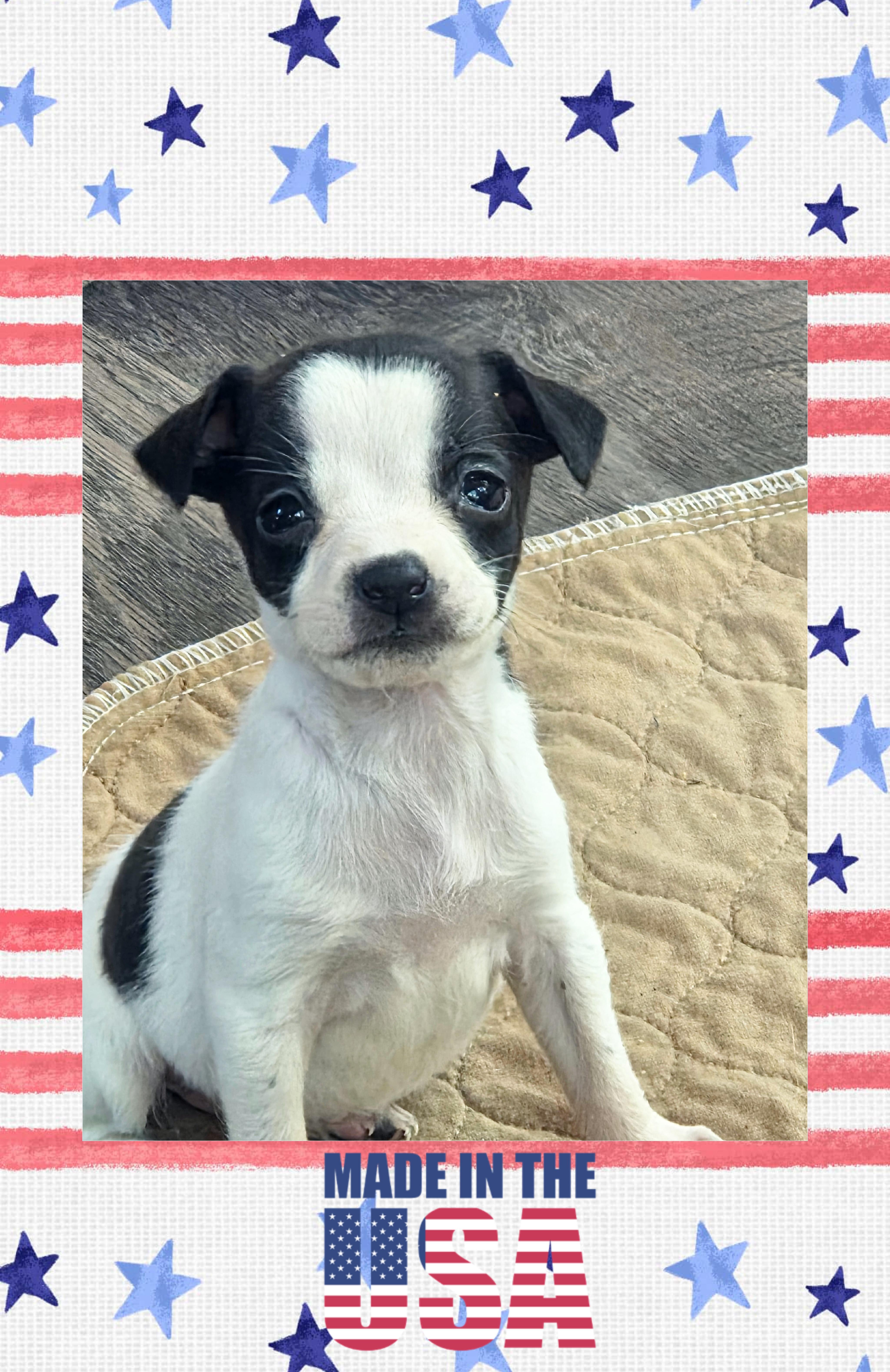 Enlarge Cherry Coke, a ADOPTABLE mixed breed in Lake Geneva, WI image 2/6