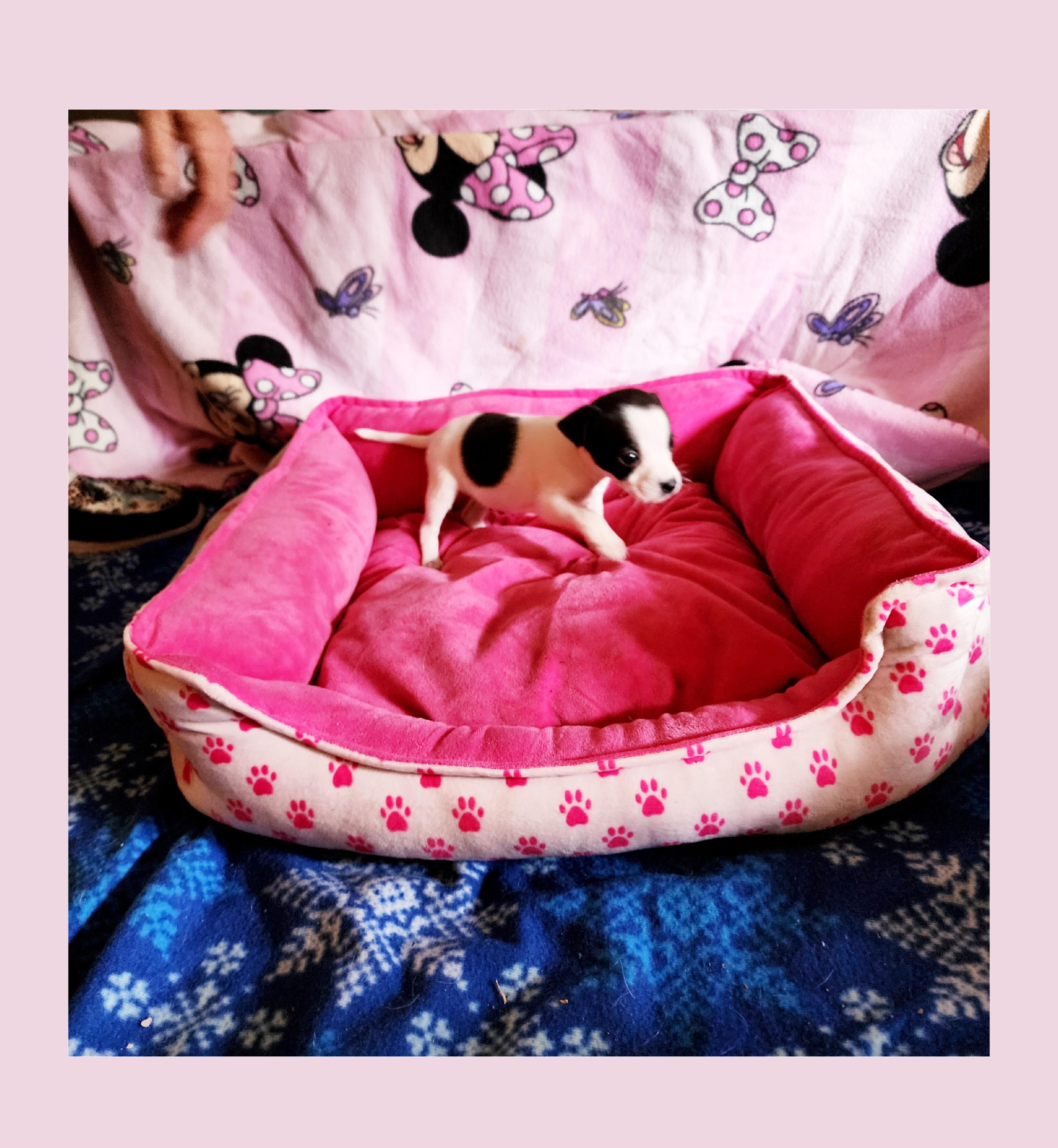 Enlarge Cherry Coke, a ADOPTABLE mixed breed in Lake Geneva, WI image 6/6