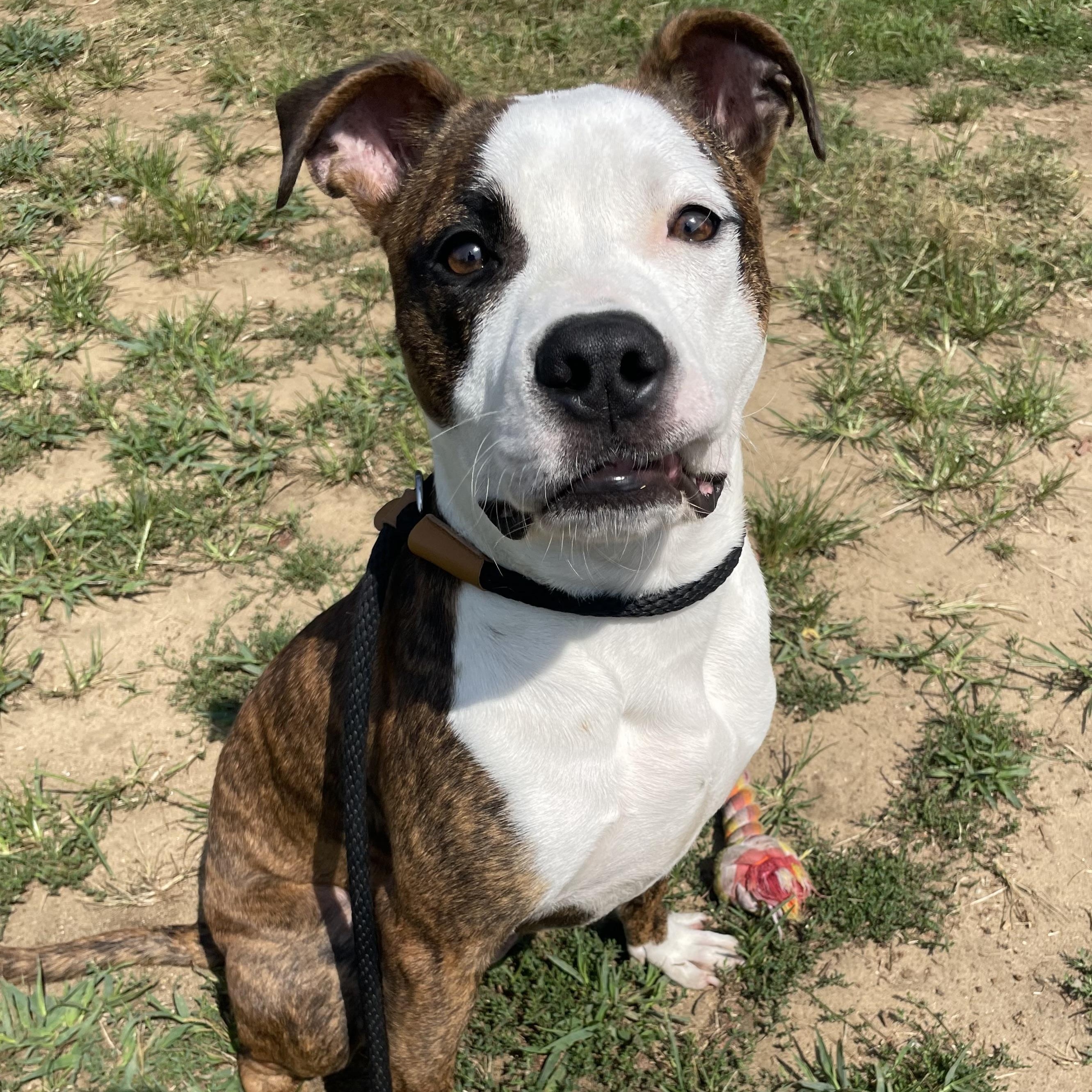 Enlarge Froggy, an adoptable mixed breed in Mishawaka, IN image 1/4