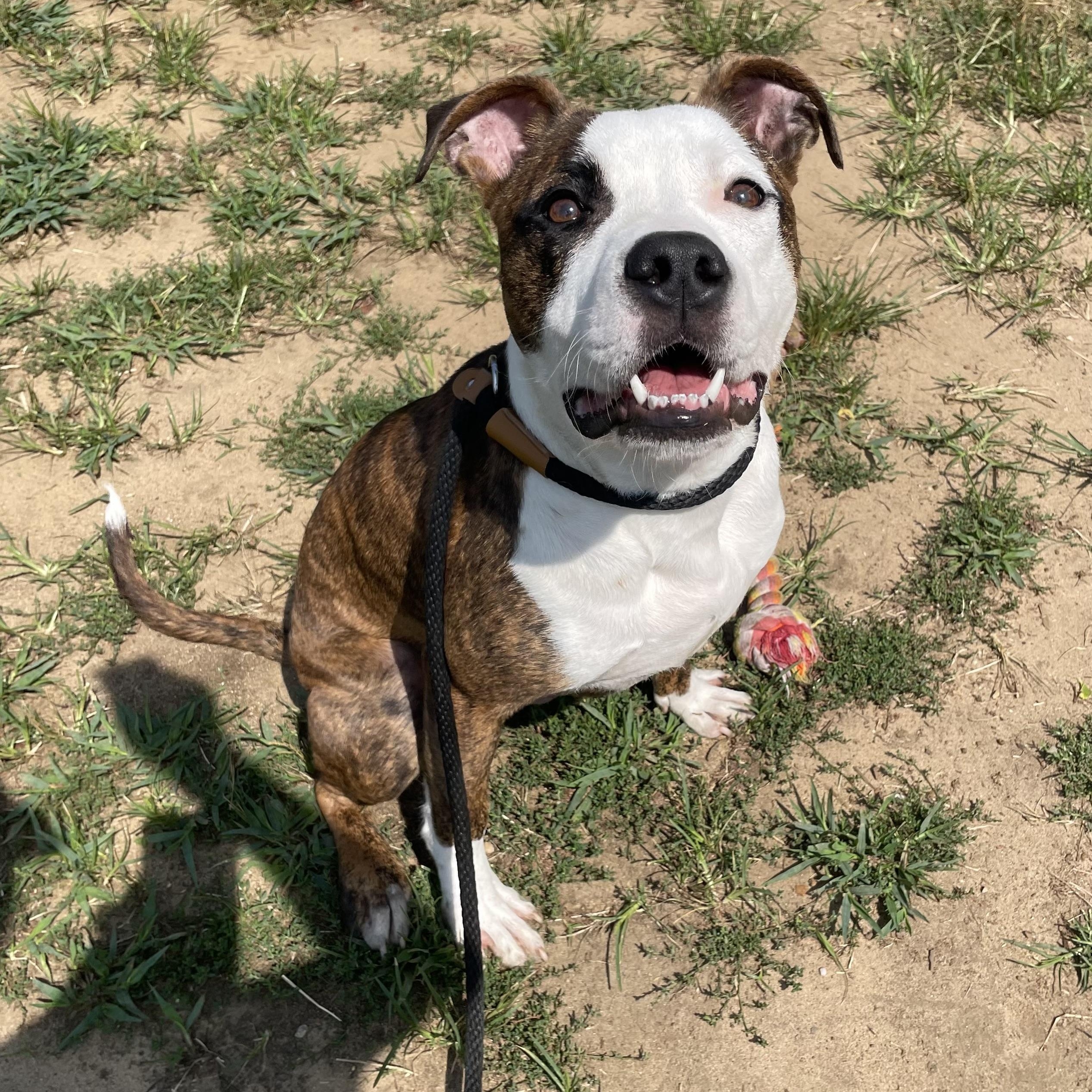 Enlarge Froggy, an adoptable mixed breed in Mishawaka, IN image 2/4