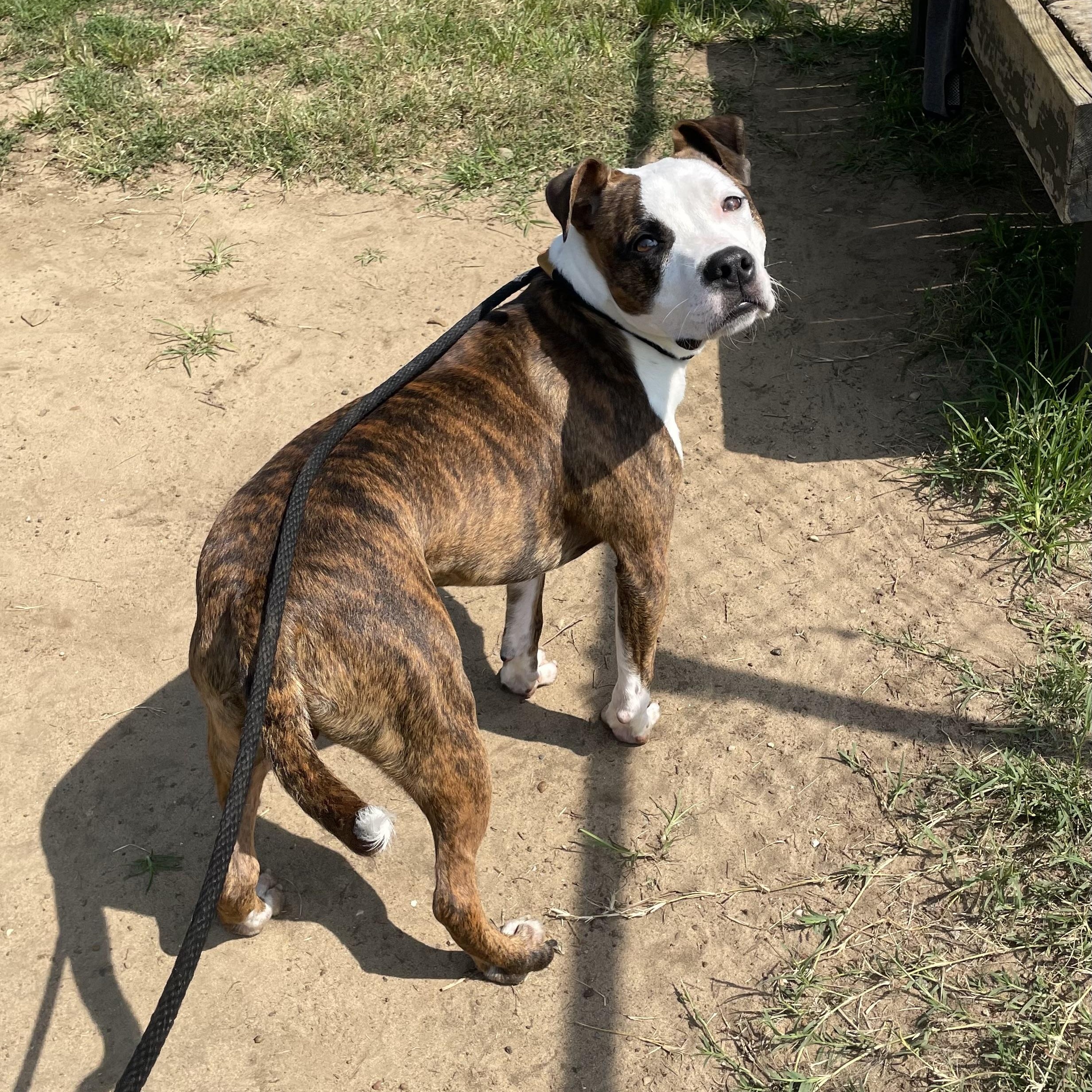Enlarge Froggy, an adoptable mixed breed in Mishawaka, IN image 4/4