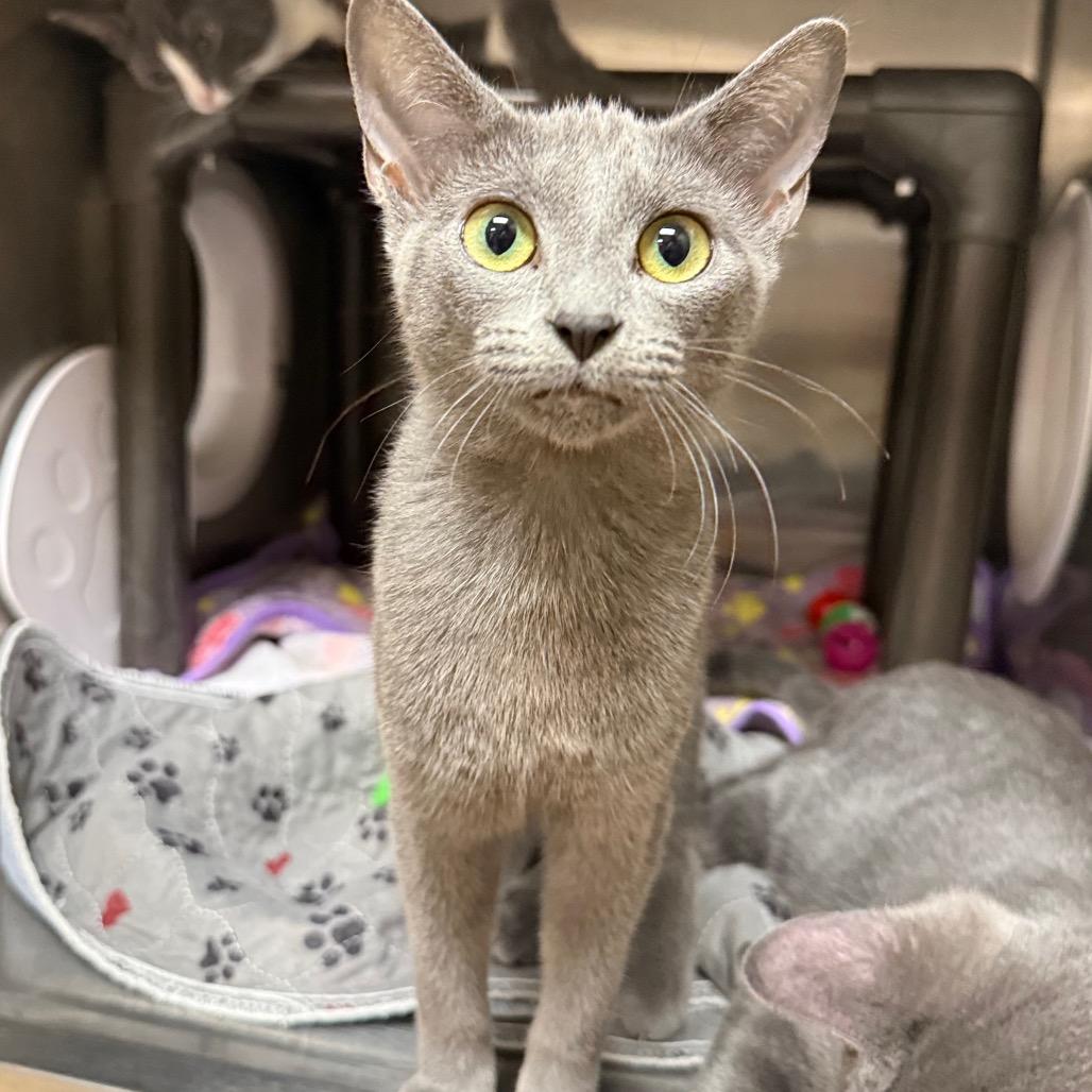 Enlarge Suraya, a Adoptable mixed breed in Caryville, TN image 4/4