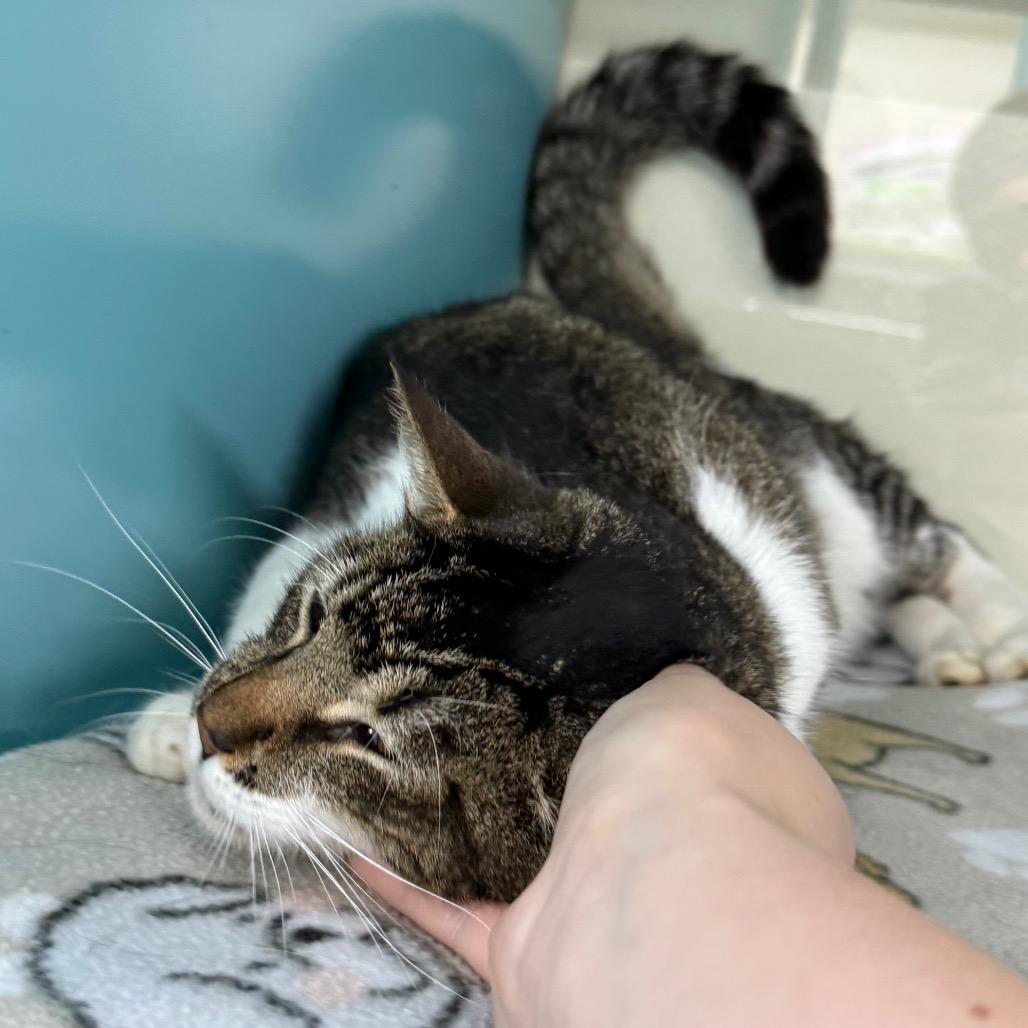 Ceasar, a Adoptable Domestic Short Hair in Lauderhill, FL image 5/5