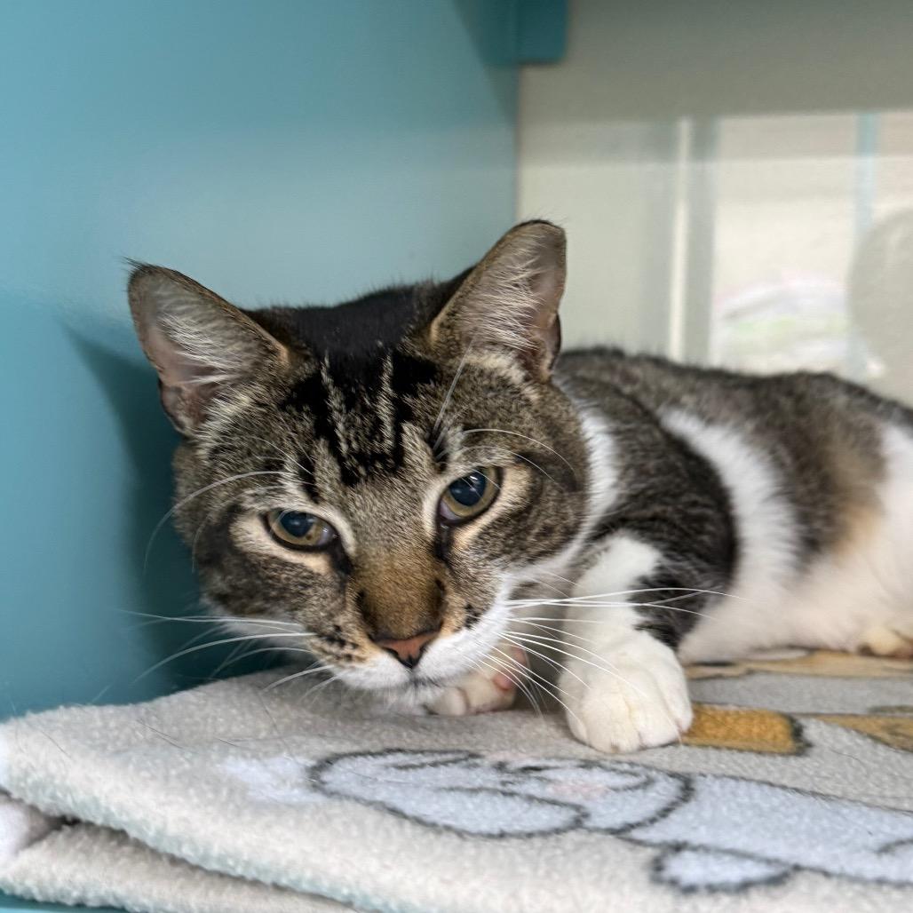 Ceasar, a Adoptable Domestic Short Hair in Lauderhill, FL image 2/5
