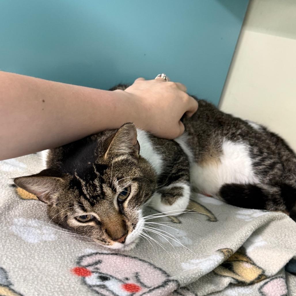 Ceasar, a Adoptable Domestic Short Hair in Lauderhill, FL image 4/5